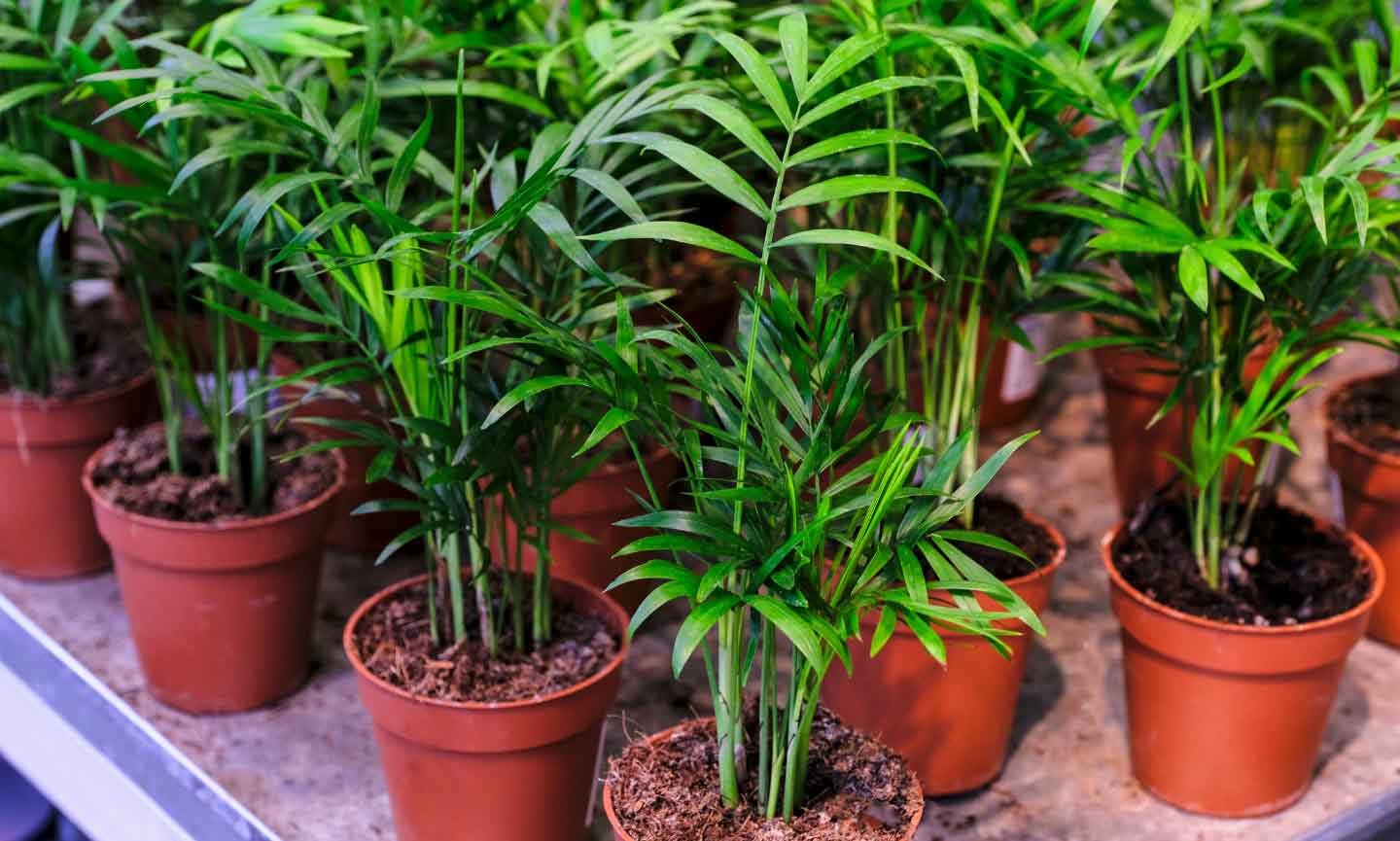 A collection of potted parlor palm plants