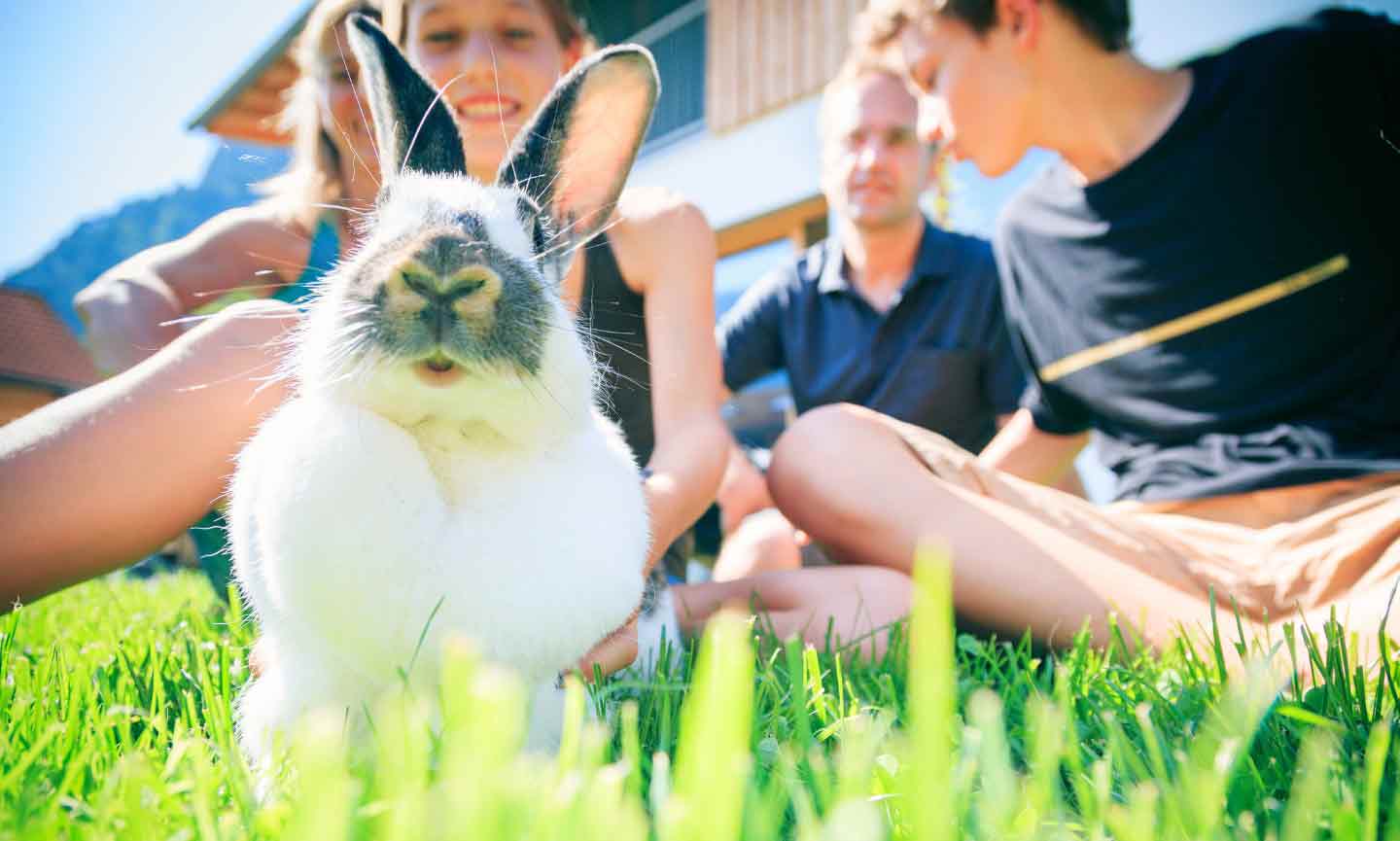 Bringing Home a Bunny? Here's How to House Rabbits Indoors