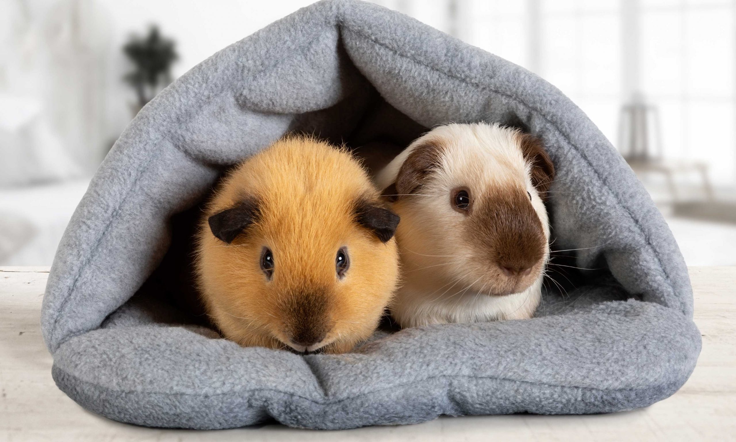 10 Common Guinea Pig Behaviors Explained BeChewy