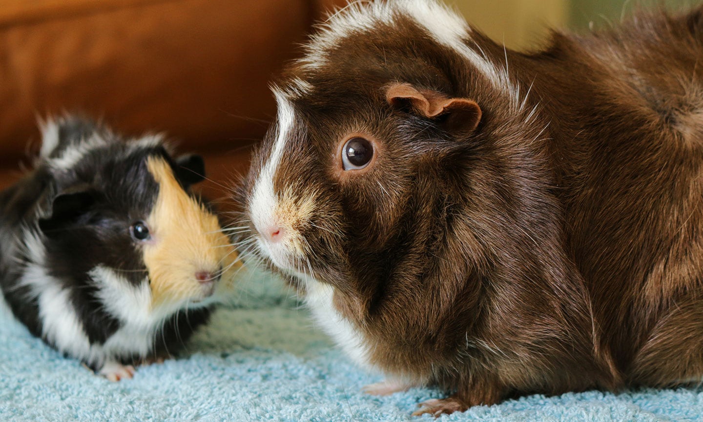 What Happens As Guinea Pigs Age?