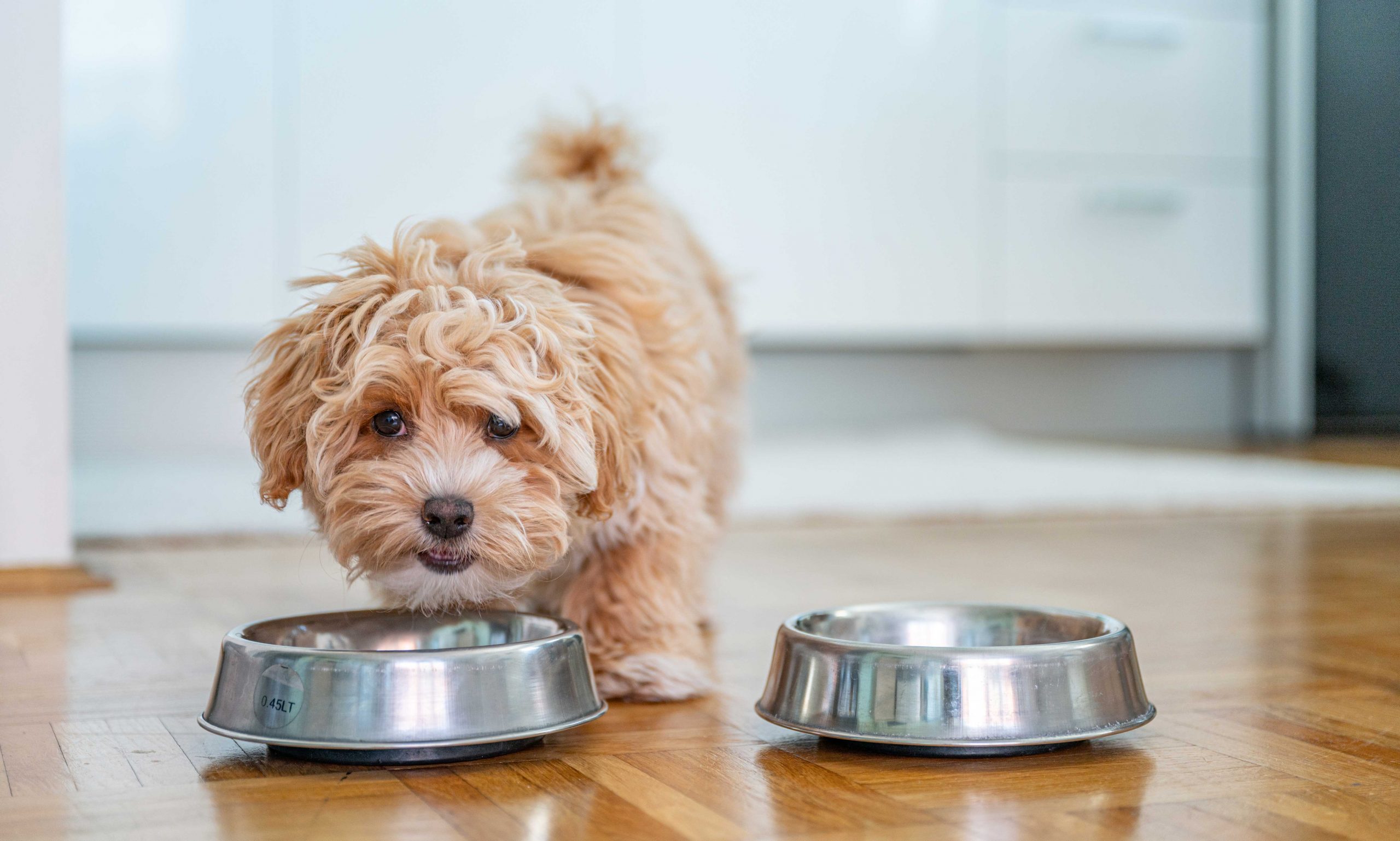 how to comfort a dog with cancer: dog with food bowl