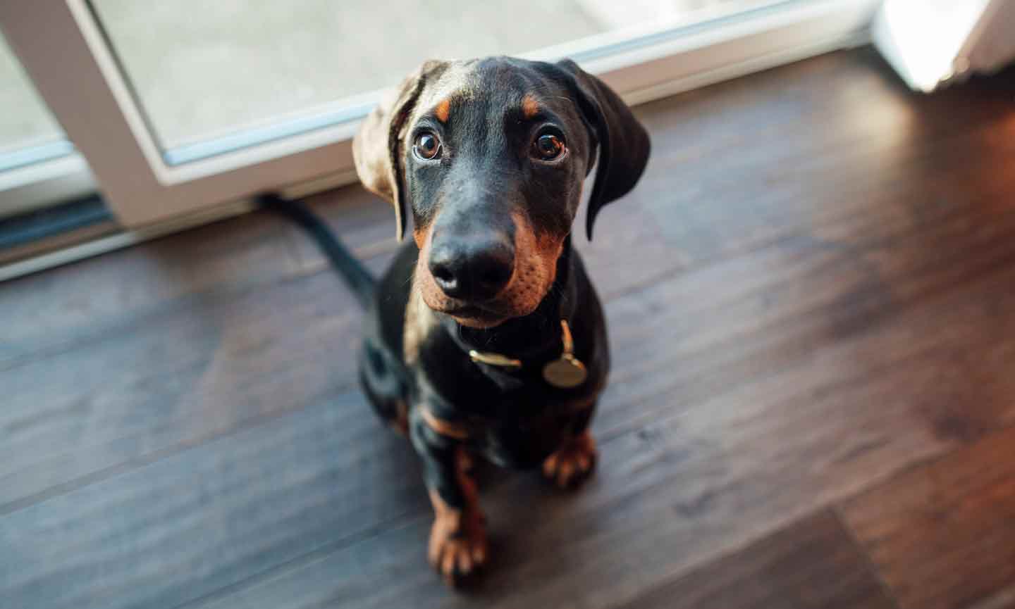 Doberman puppy sitting on the floor and looking up at the camera