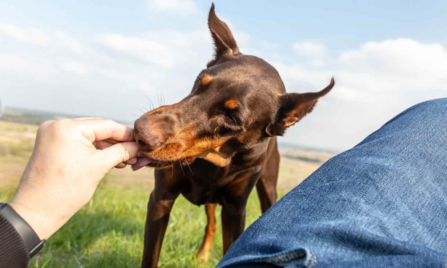 A Doberman taking a treat from a man's hand