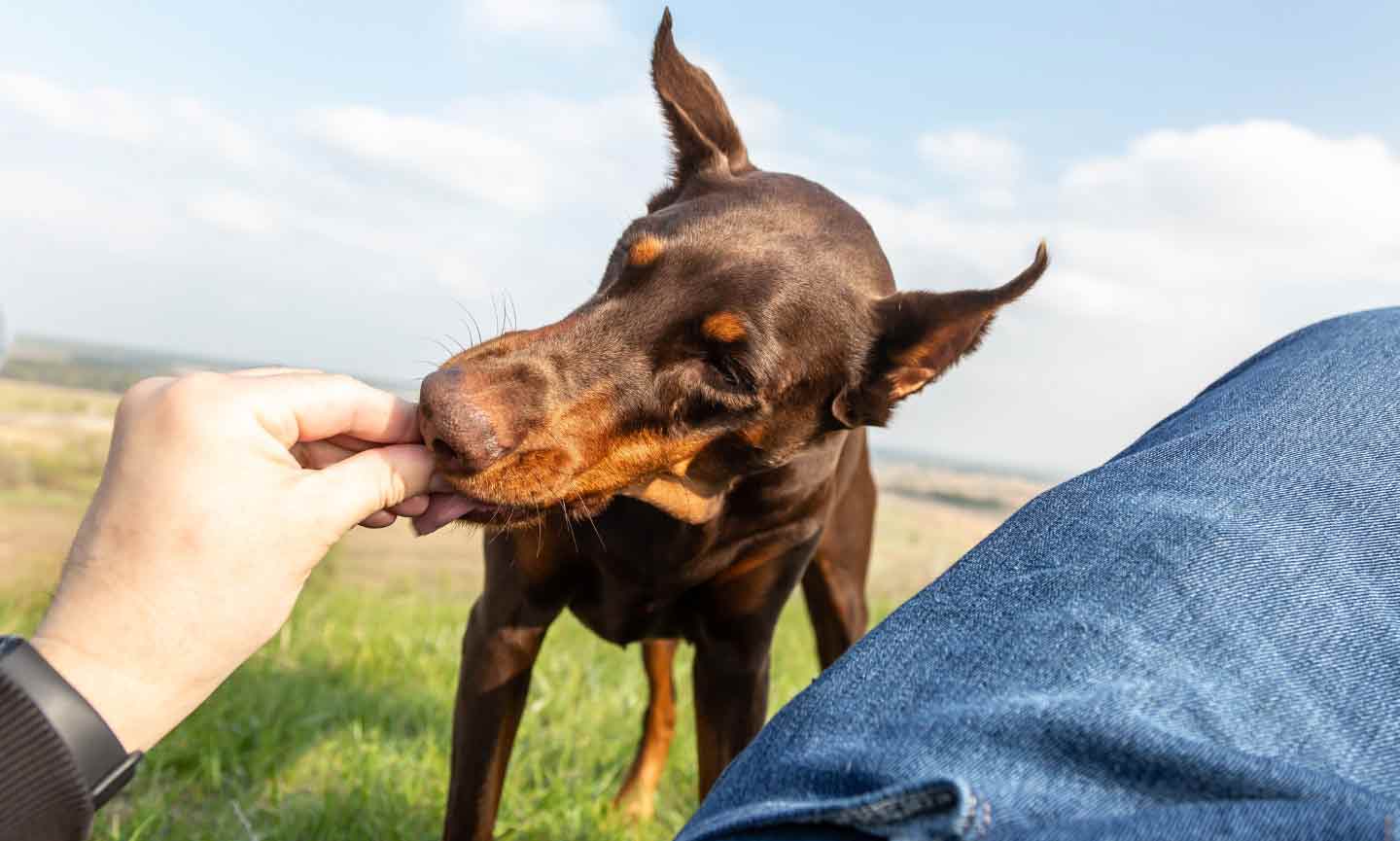 are doberman puppies hard to handle