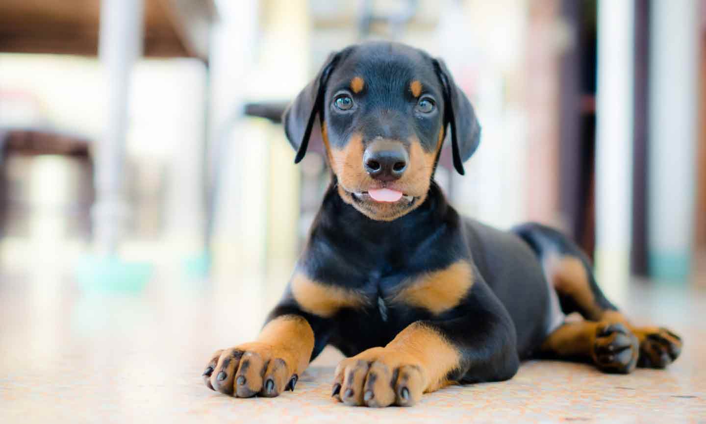 A Doberman puppy lying on the floor.