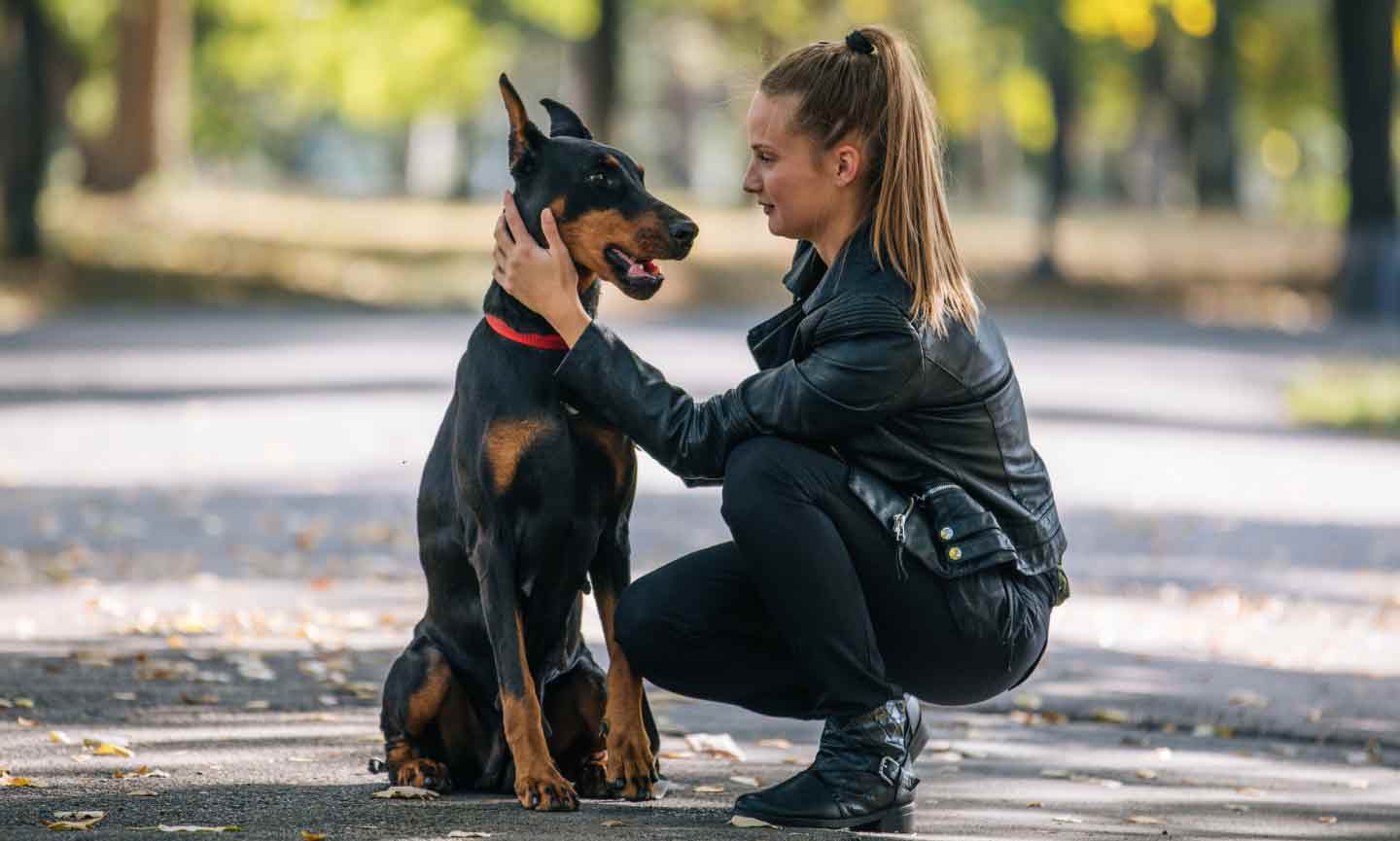 Doberman 4 months store puppy