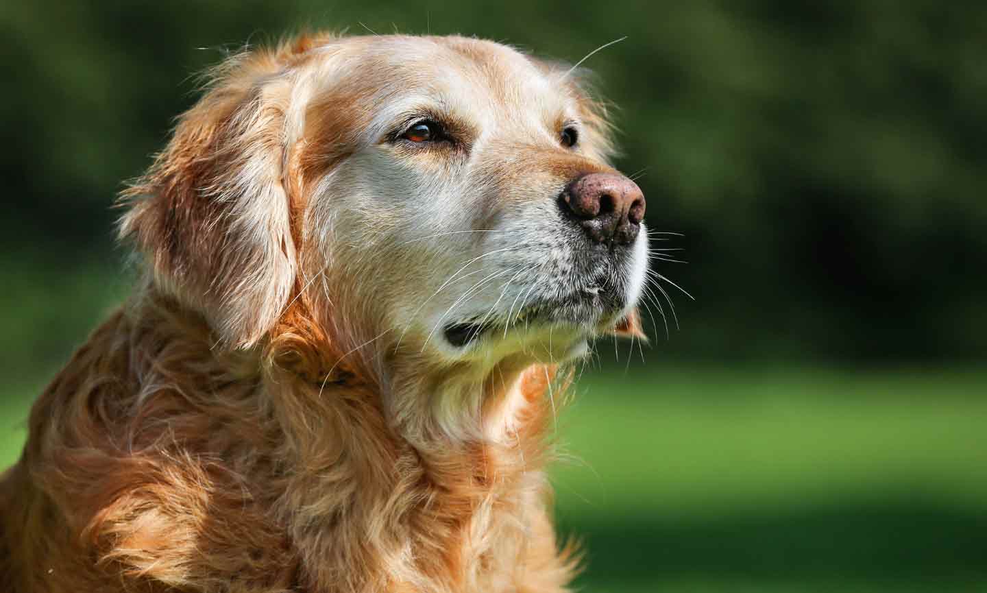 Old Dog Coughing: 9 Common Reasons Why Senior Dogs Cough | BeChewy