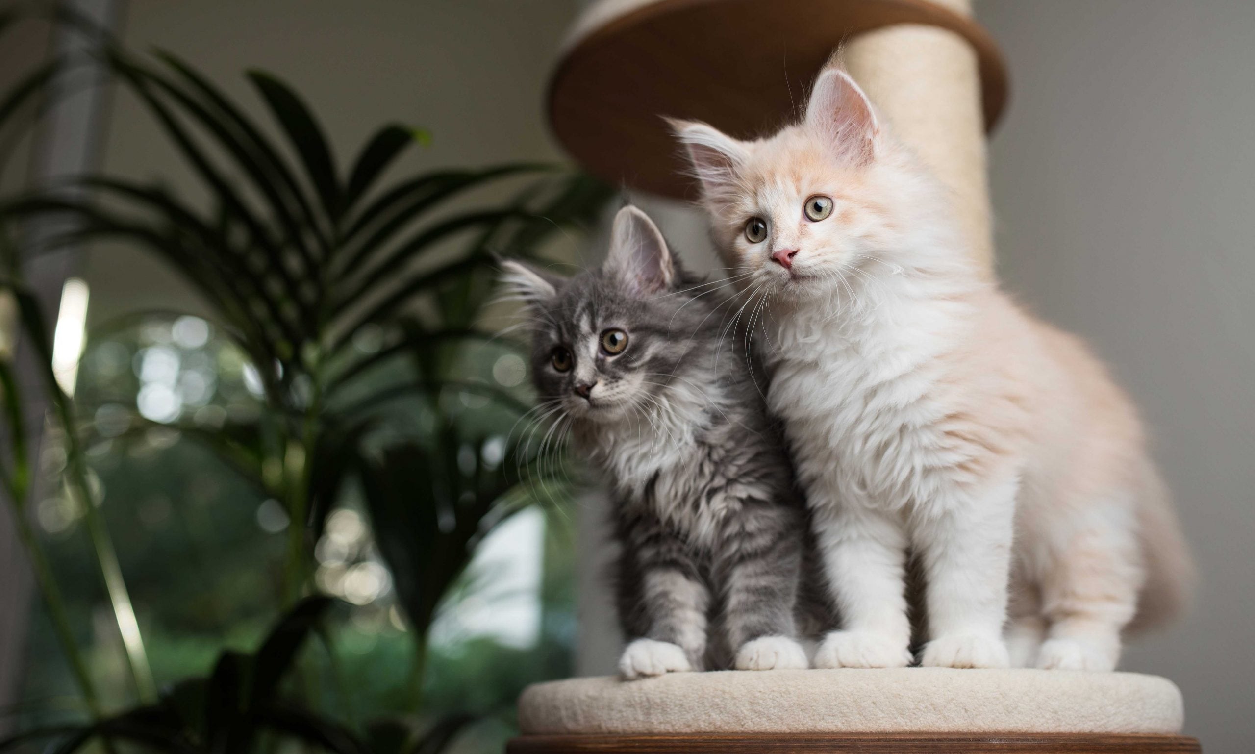 how to calm down kitten: kittens on cat tree