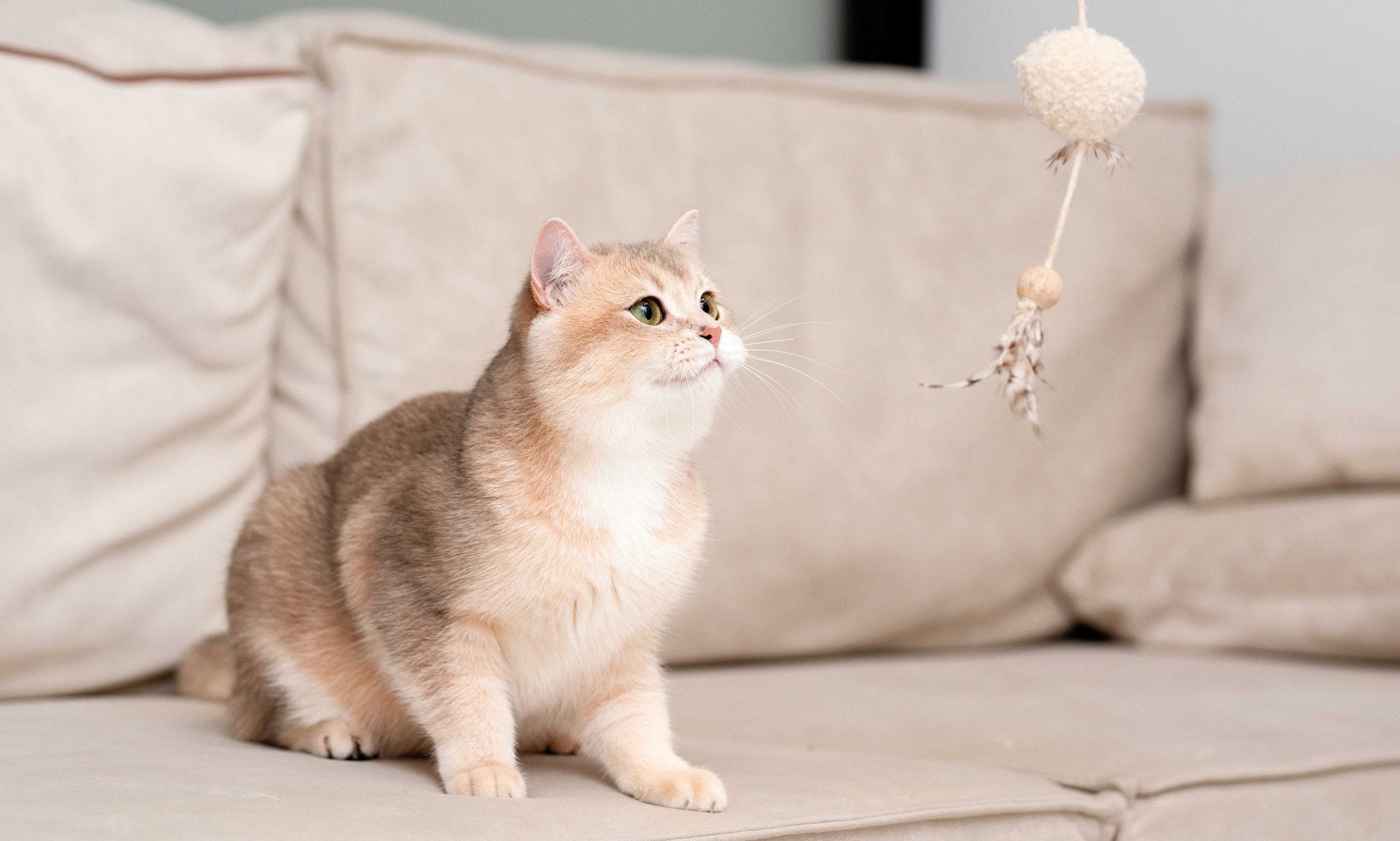 how to calm down kitten: cat playing with wand toy on couch