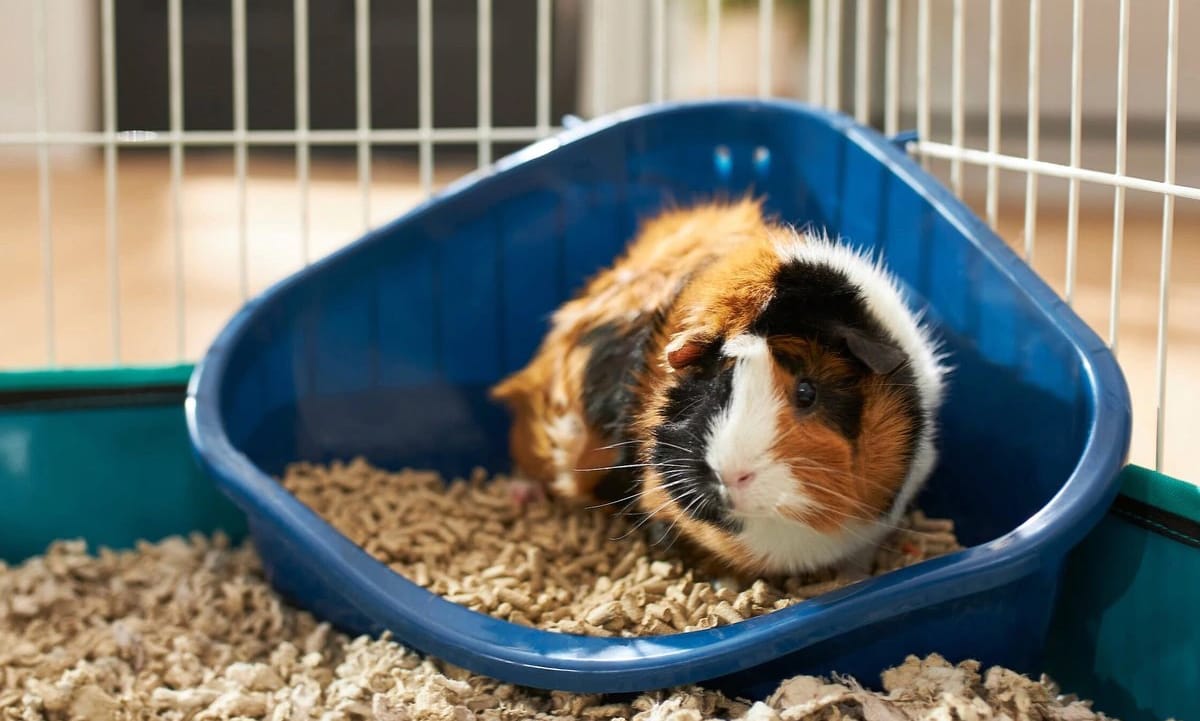 Guinea Pig Cage recommendations for 2 piggies that is similar but