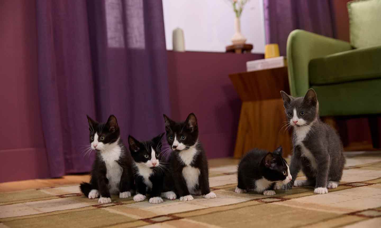 A group of kittens together in a living room