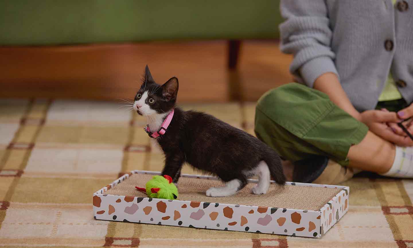 A kitten playing with a scratcher and cat toy