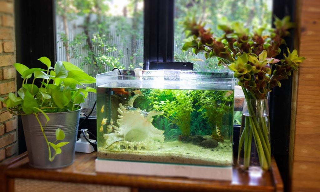 fish tank in a home - how to feed fish while on vacation