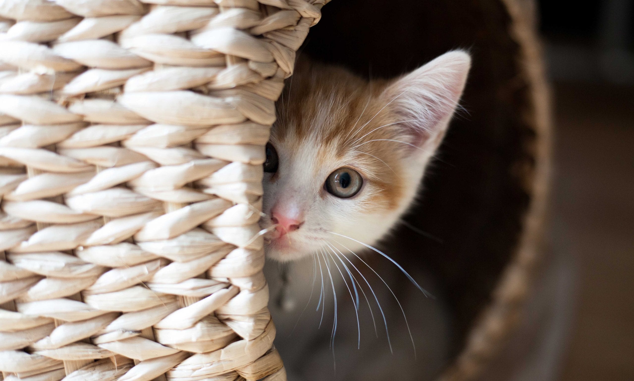 8 Signs Your Cat Is Secretly Mad At You That Are Super Subtle