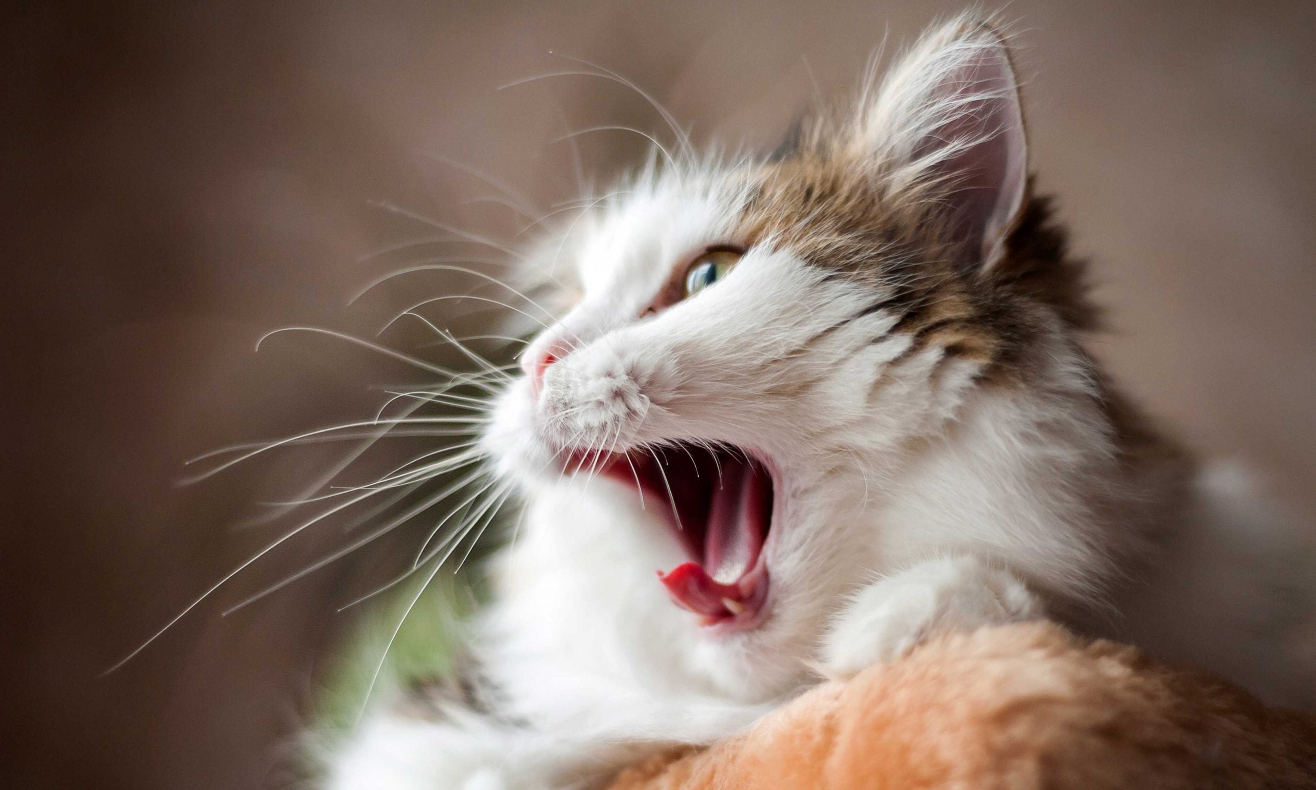 What Do Pale Gums in Cats Mean? Should I Be Worried? | BeChewy