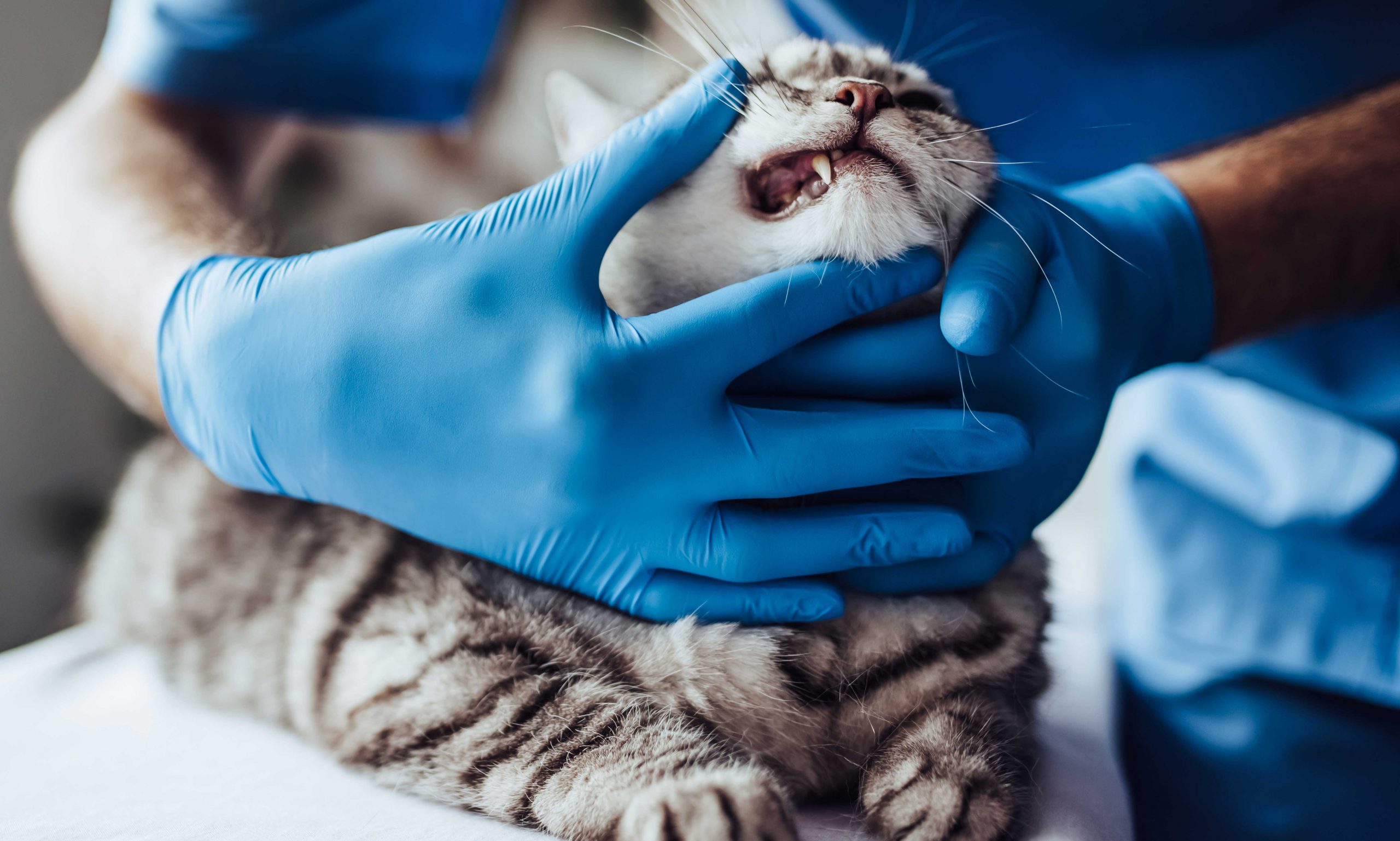 vet examining cat gums