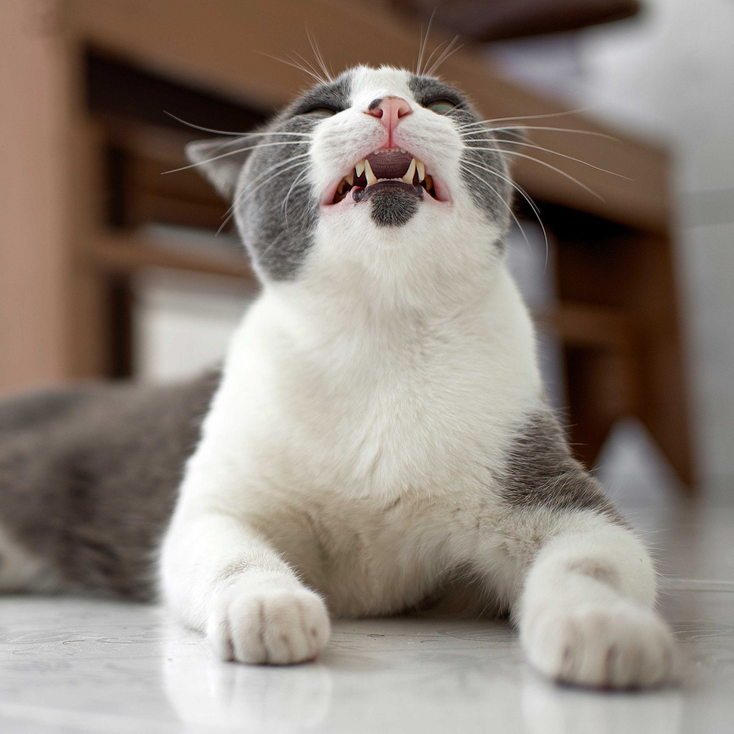cat showing teeth