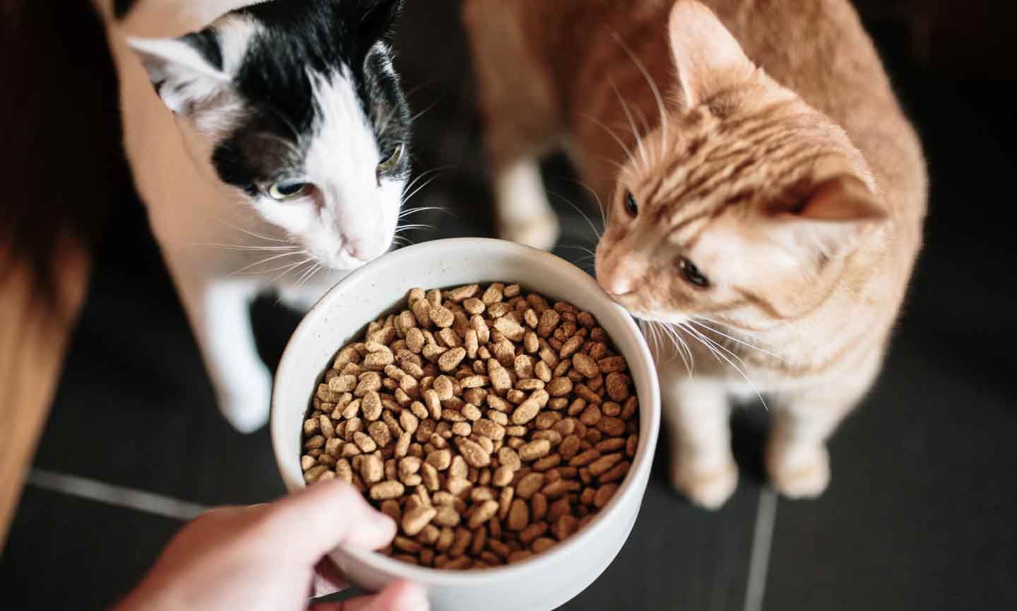 A hand lowering a bowl of cat food in front of two kittens