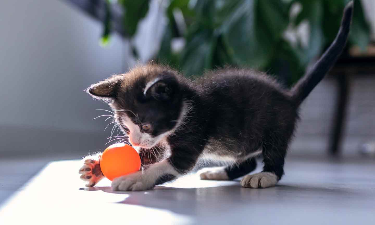 A kitten playing with a ball