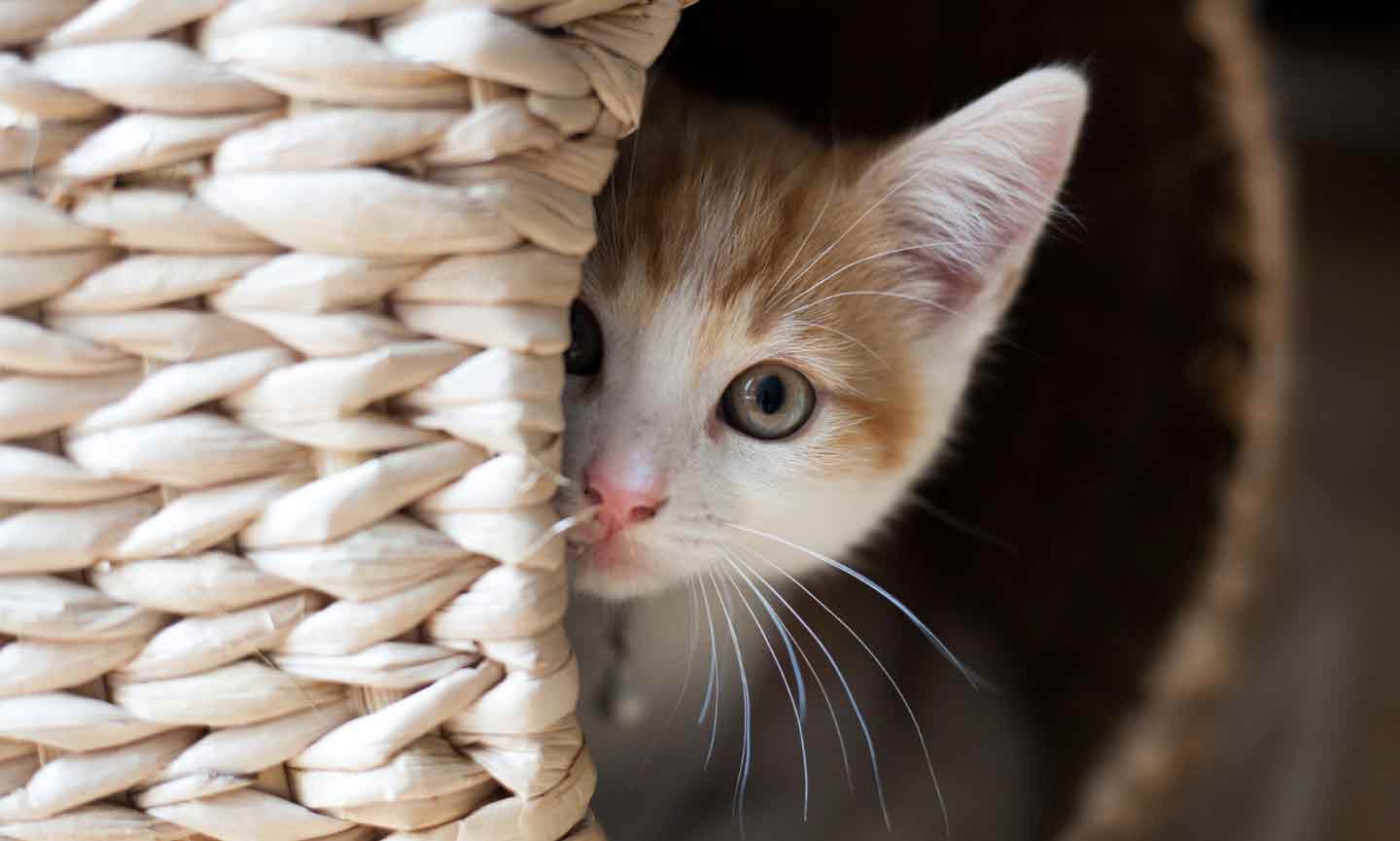 Scaredy Cat: Helping Cats and Kittens with Fear