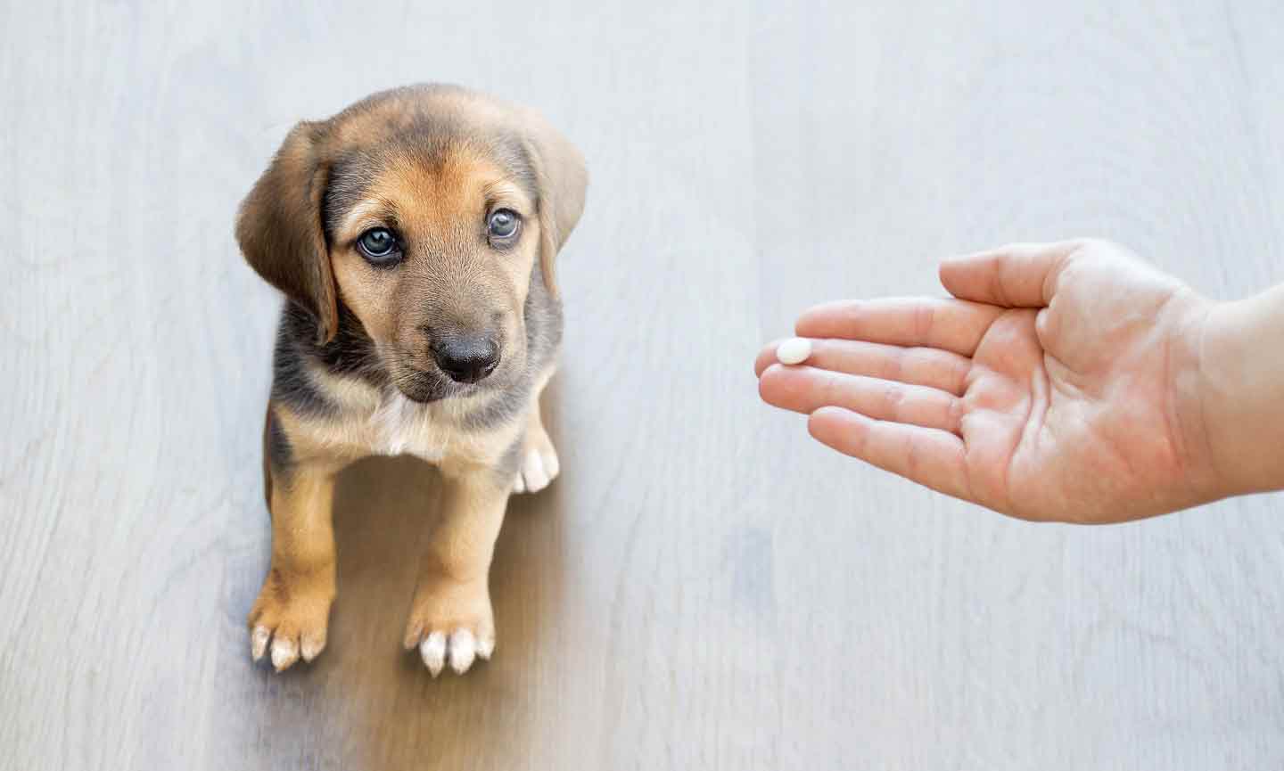 A hand feeding a supplement to a puppy