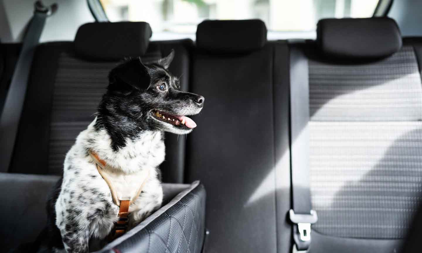 A dog in a dog car seat in the back seat of a car