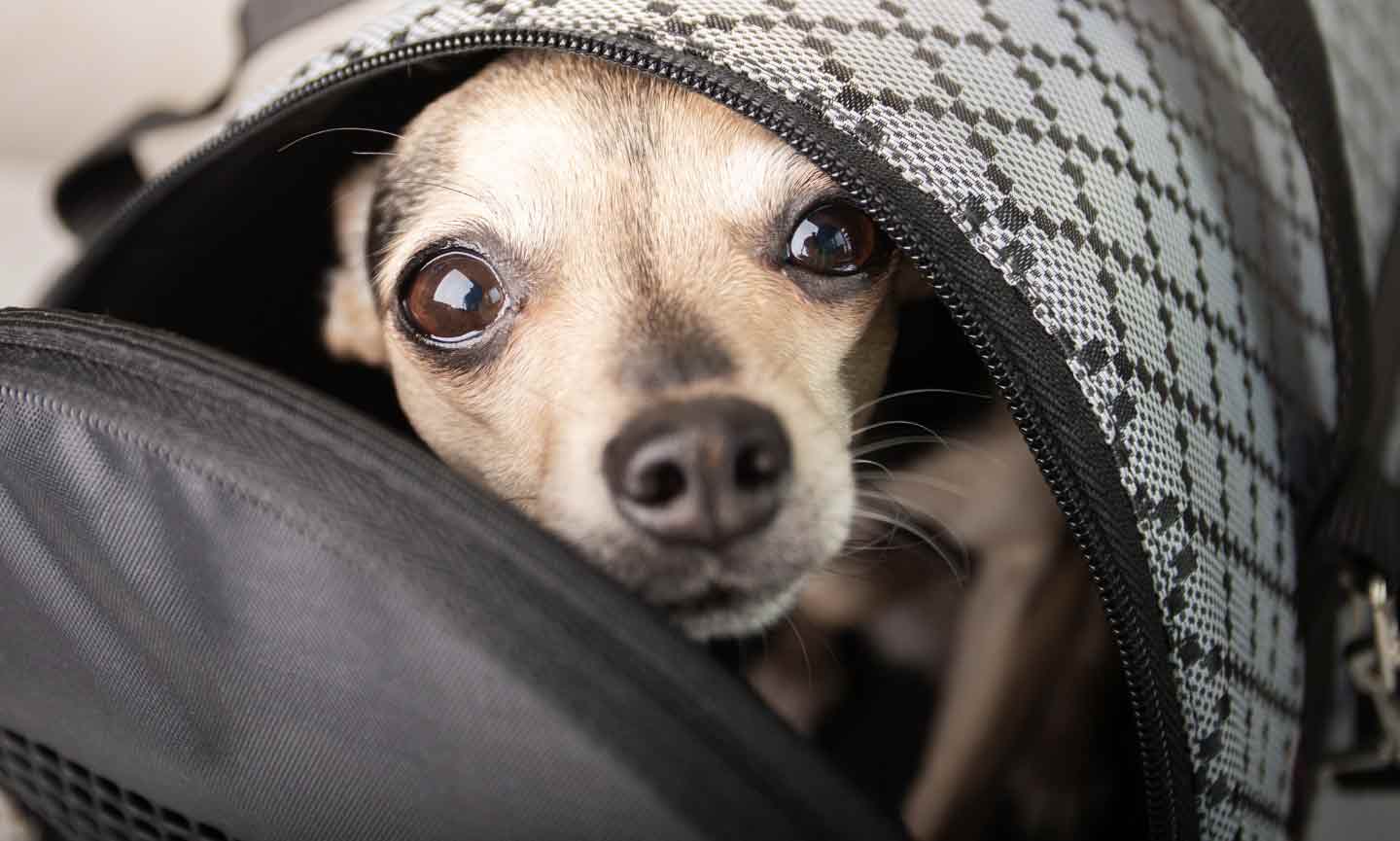 A small dog in a travel carrier