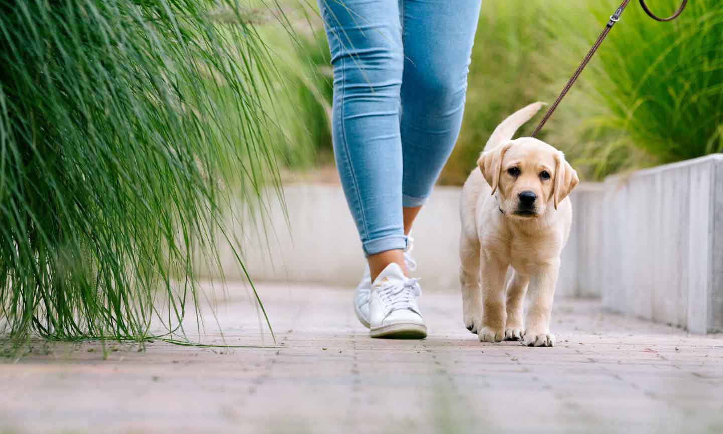 A puppy on a walk