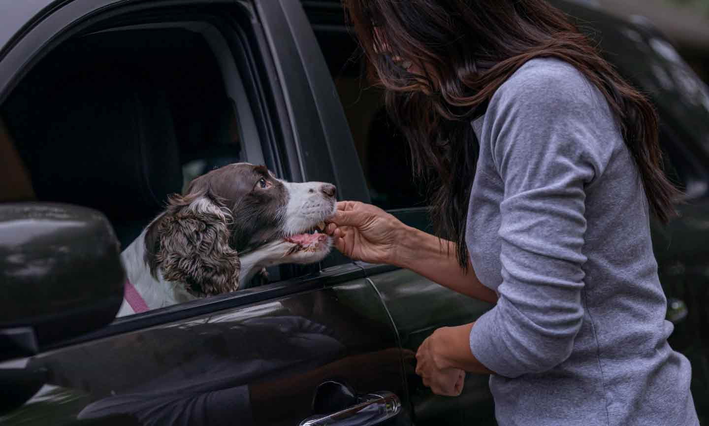 A woman feeding a treat to a dog in a car