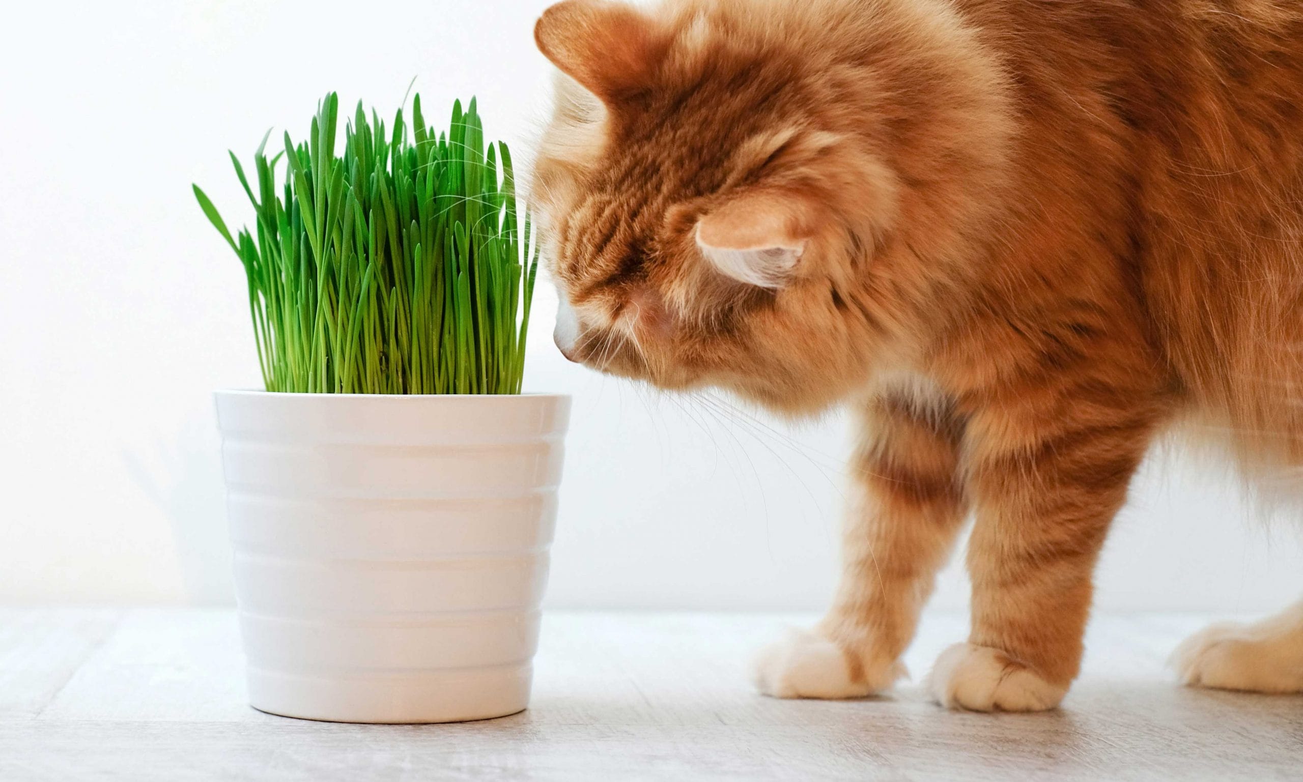 Cat Sniffing Catnip Plant Scaled 