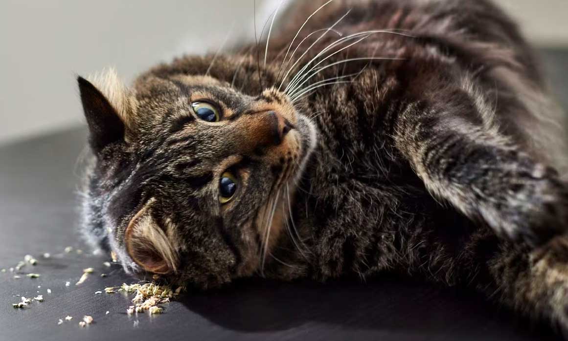 can cats eat catnip: cat next to catnip