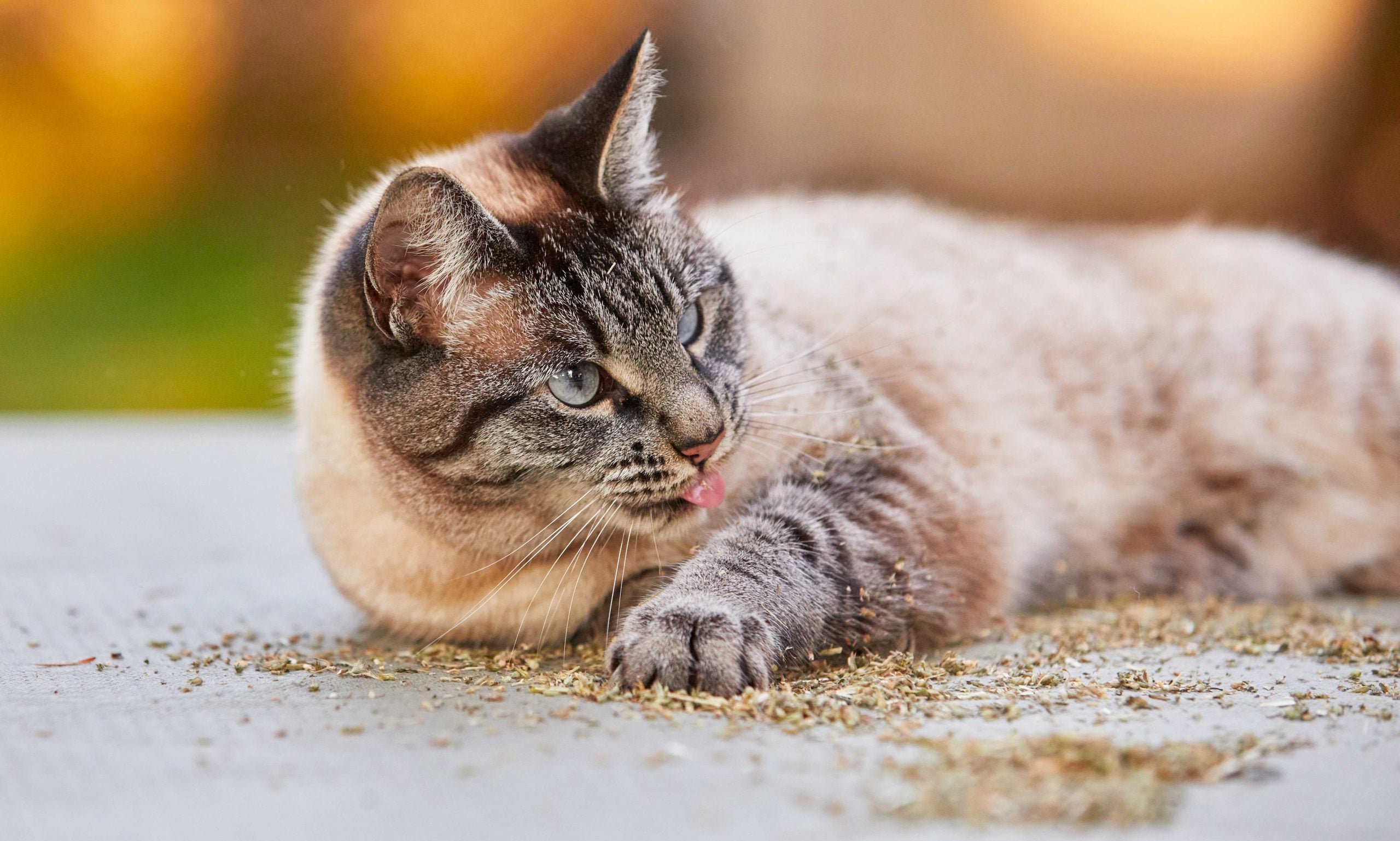 can cats eat catnip: cat laying in catnip
