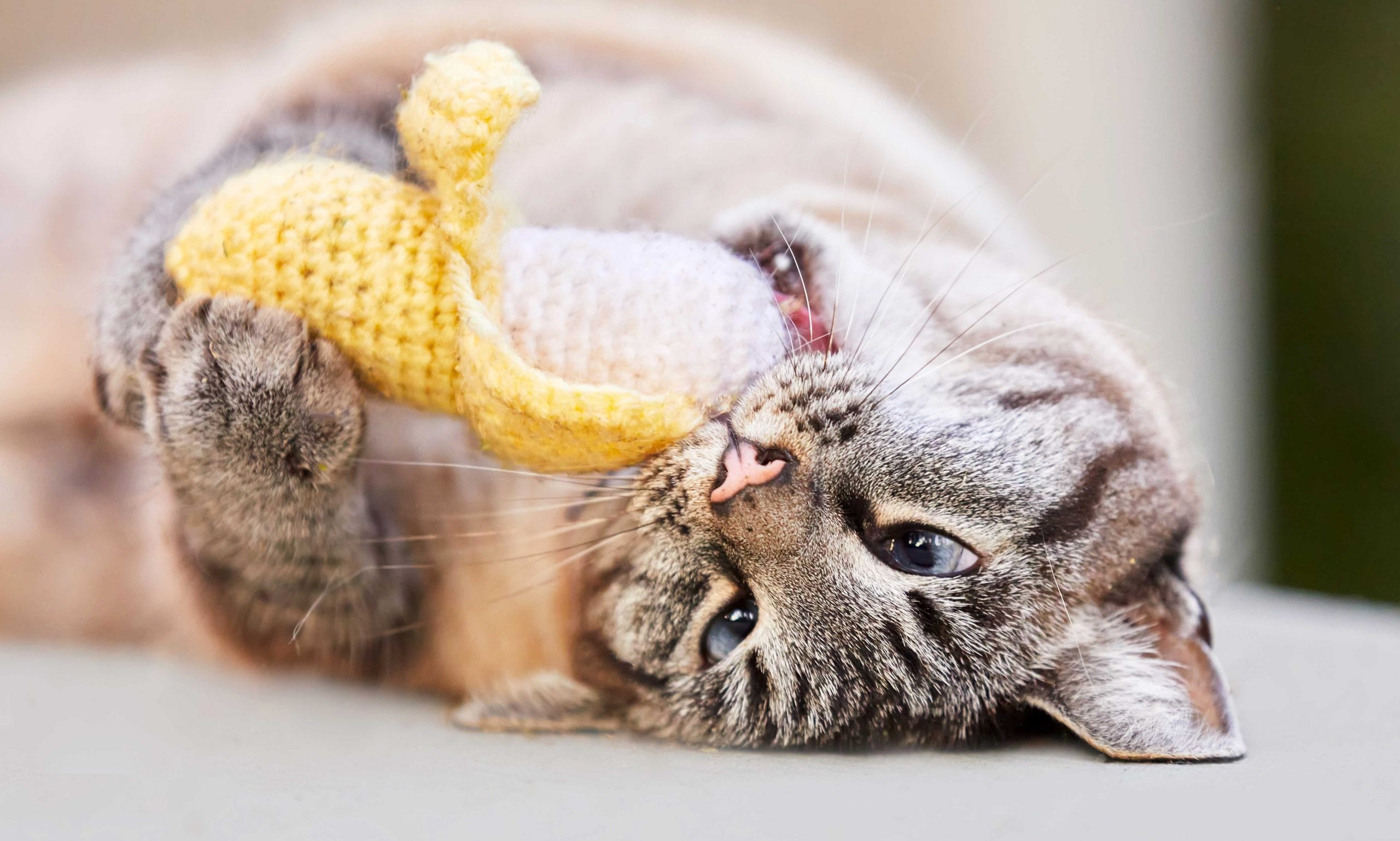 can cats eat catnip: cat chewing on banana catnip toy