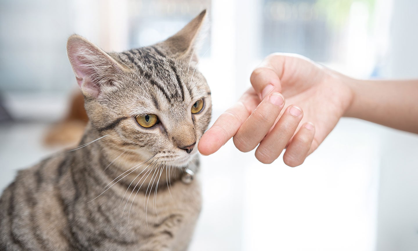 how to get a cat to like you - cat sniffing finger