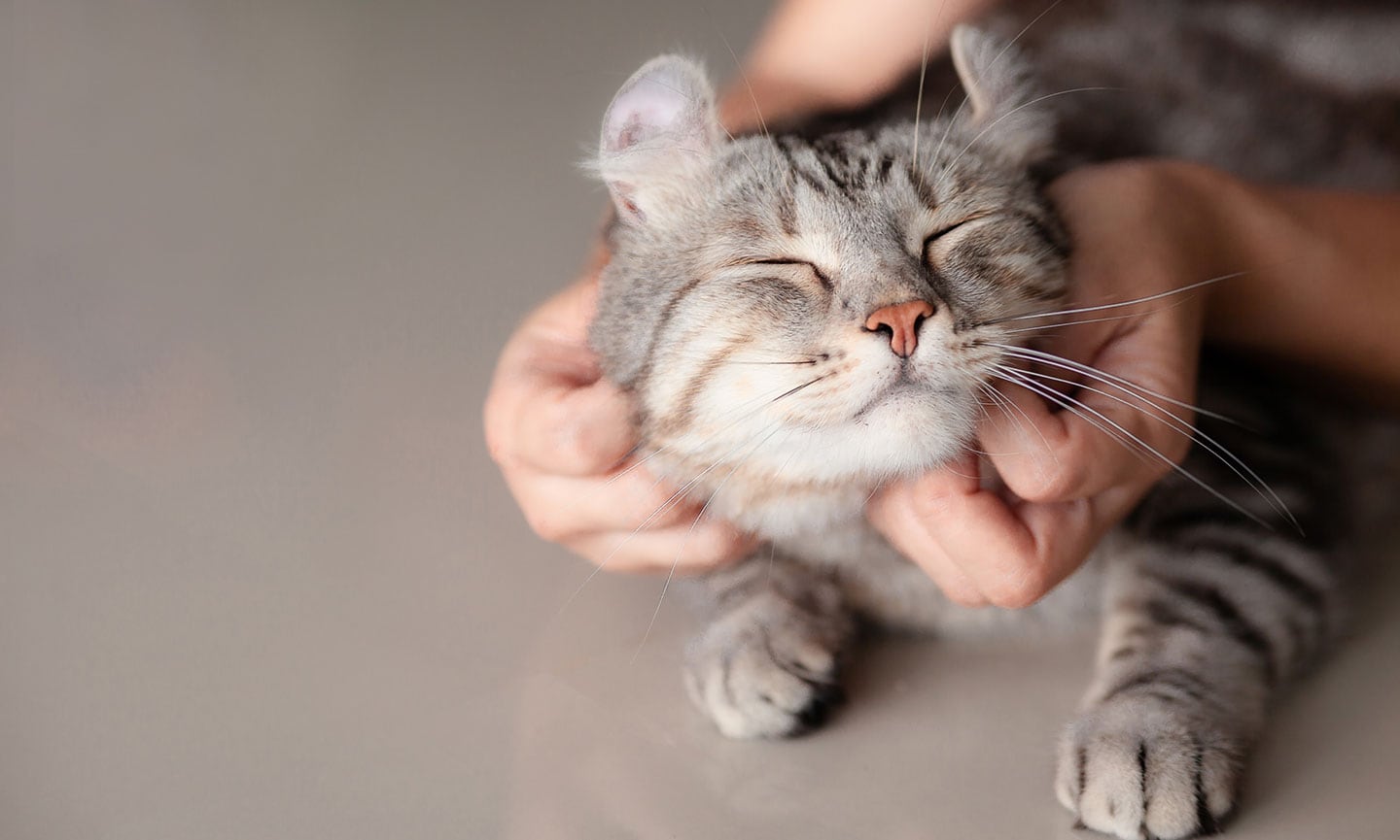how to get a cat to like you - happy cat being petted