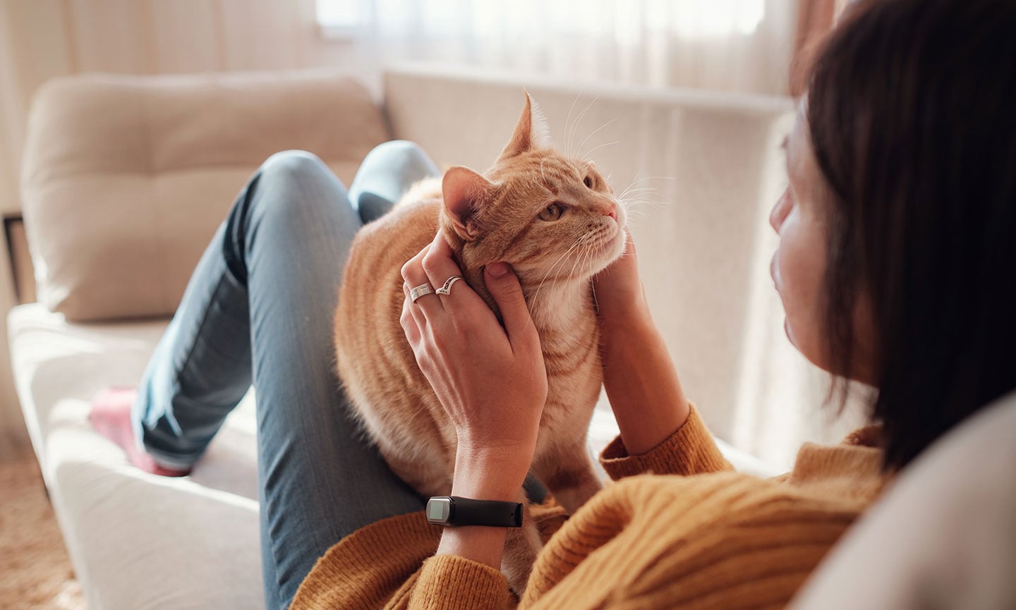How To Get A Cat To Like You 7 Expert Tips Bechewy