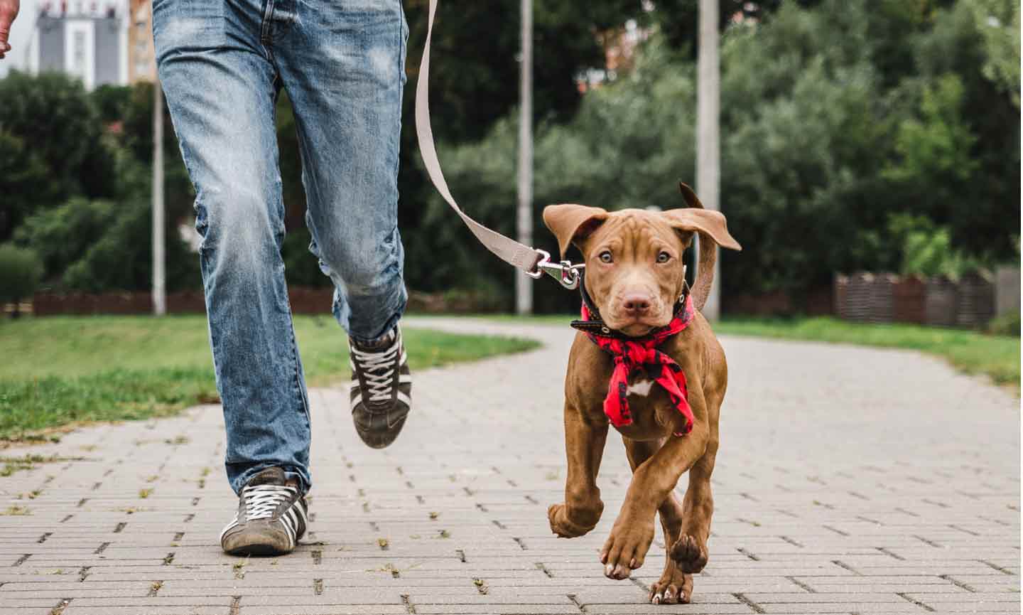 A man running with a puppy on a leash