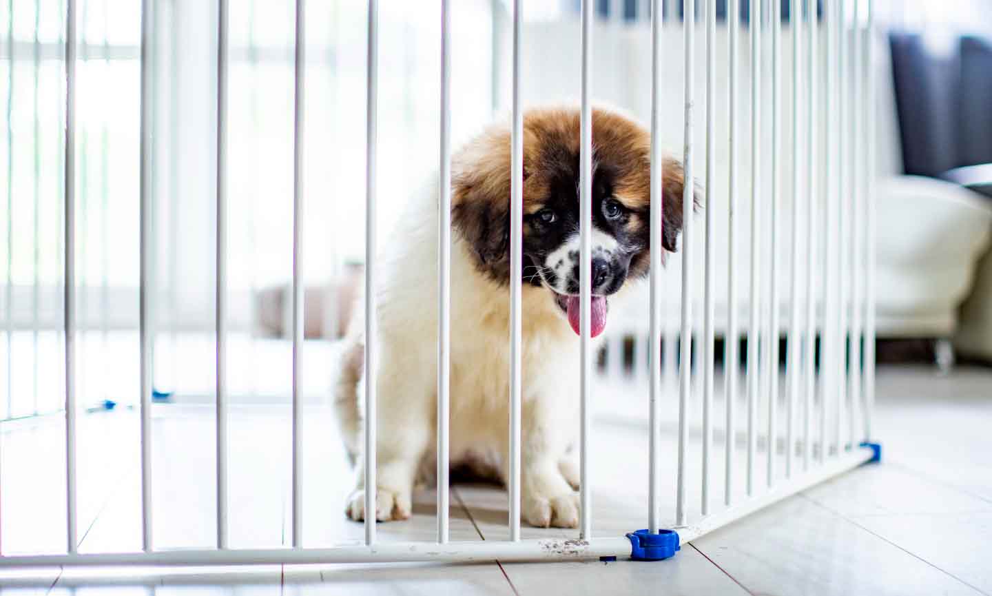 A puppy inside a playpen