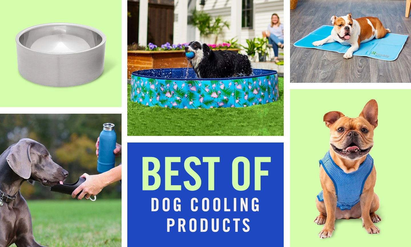 K&H Pet Products Coolin' Pet Bowl Cooling Dog Bowl Pet Water Dish for Large  Medium Small Breed Dogs & Cats, Indoor/Outdoor Insulated Ice Cold Dog Bowl