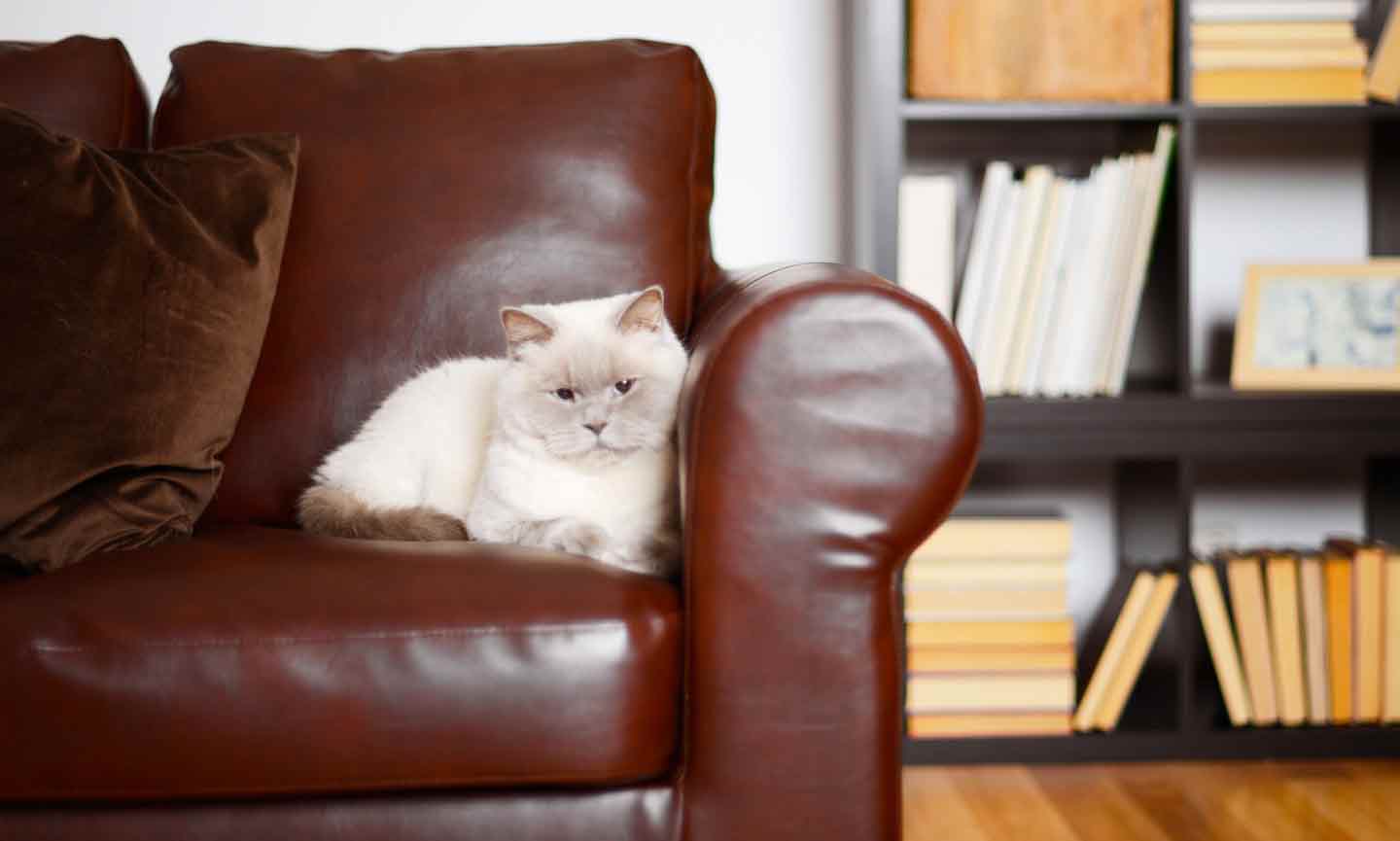 A cat sitting on a brown leather sofa