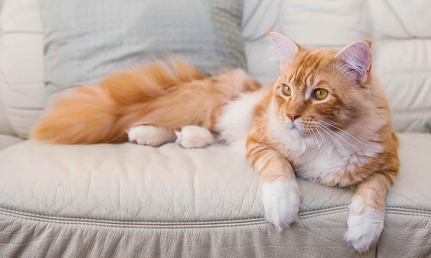 An orange cat laying on a white leather sofa
