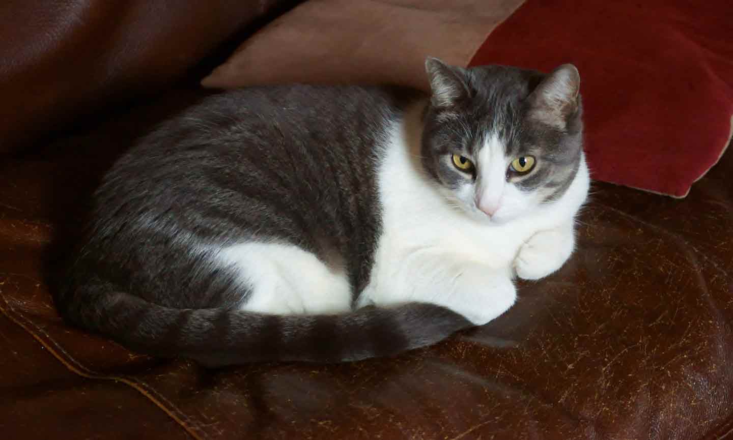 A gray and white cat laying on a brown sofa with kneading claw marks