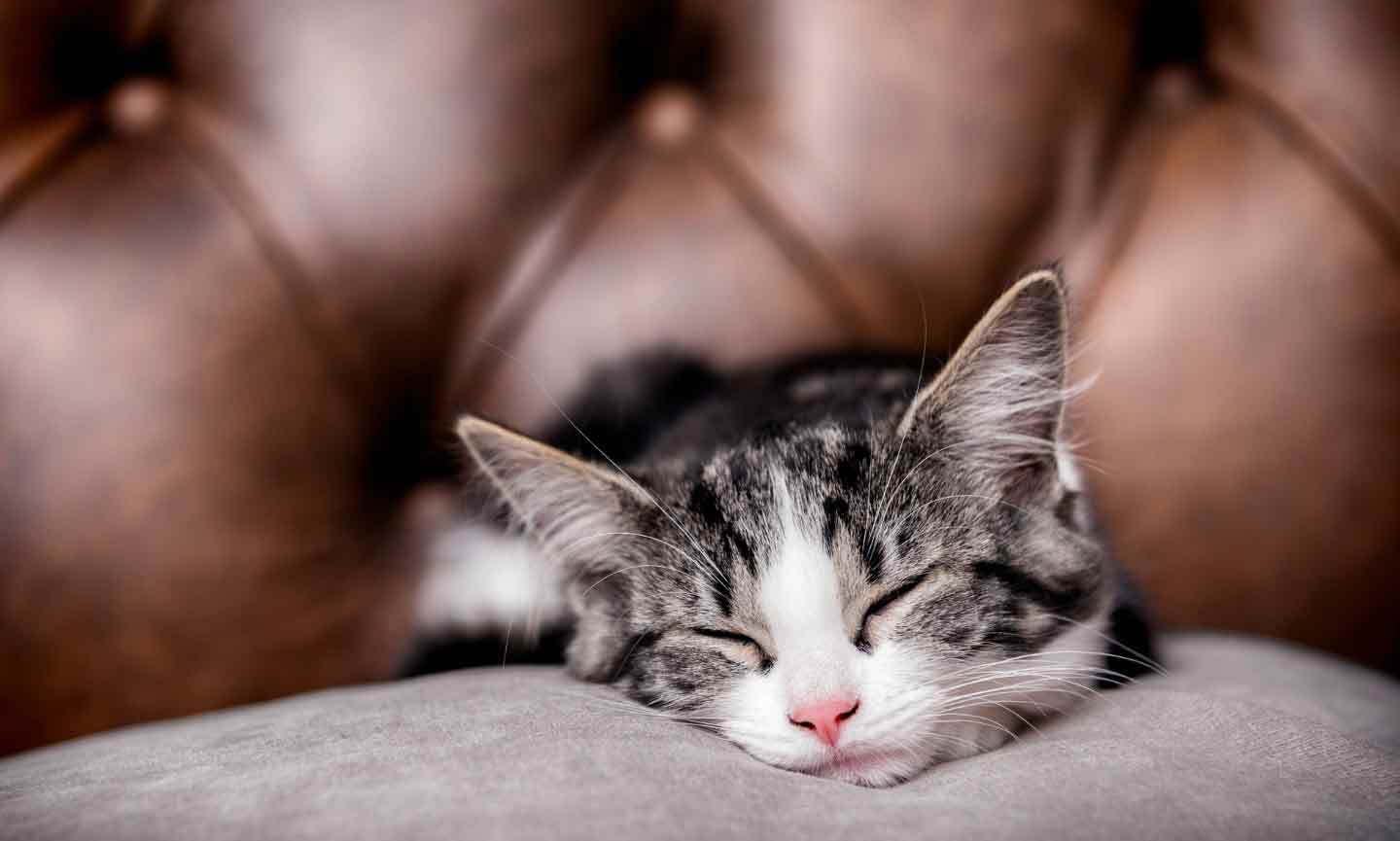 A kitten napping on a brown sofa