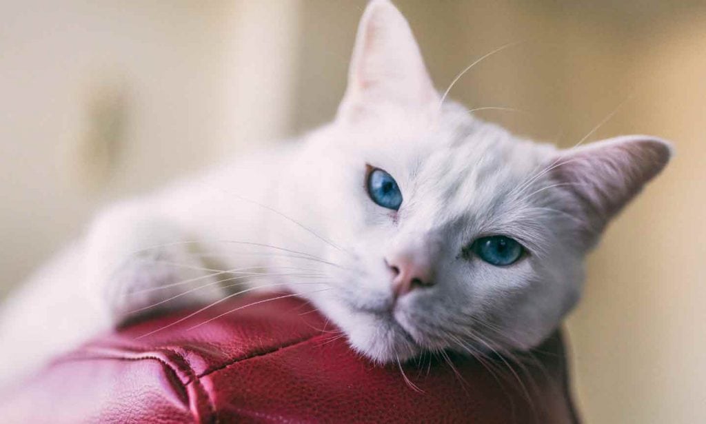 The 7 Best Cat Scratch Furniture Protectors of 2024