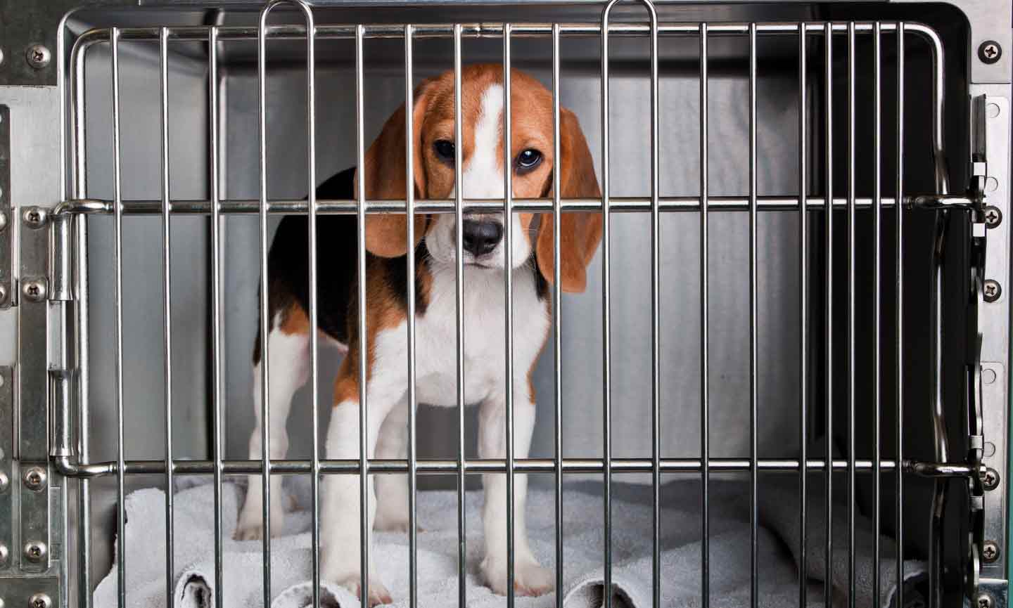 A dog inside a metal kennel