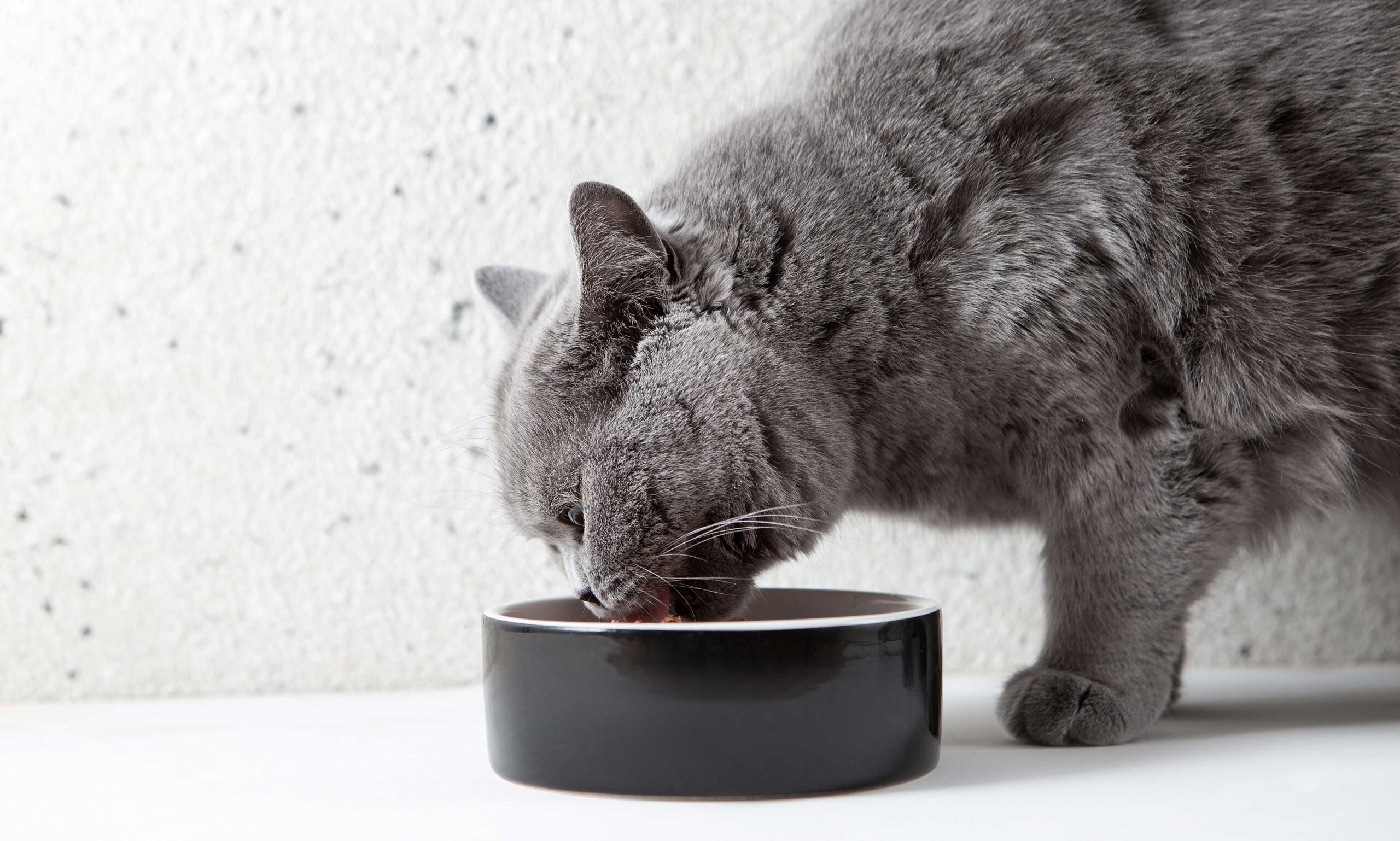Can Cats Eat Dog Food 