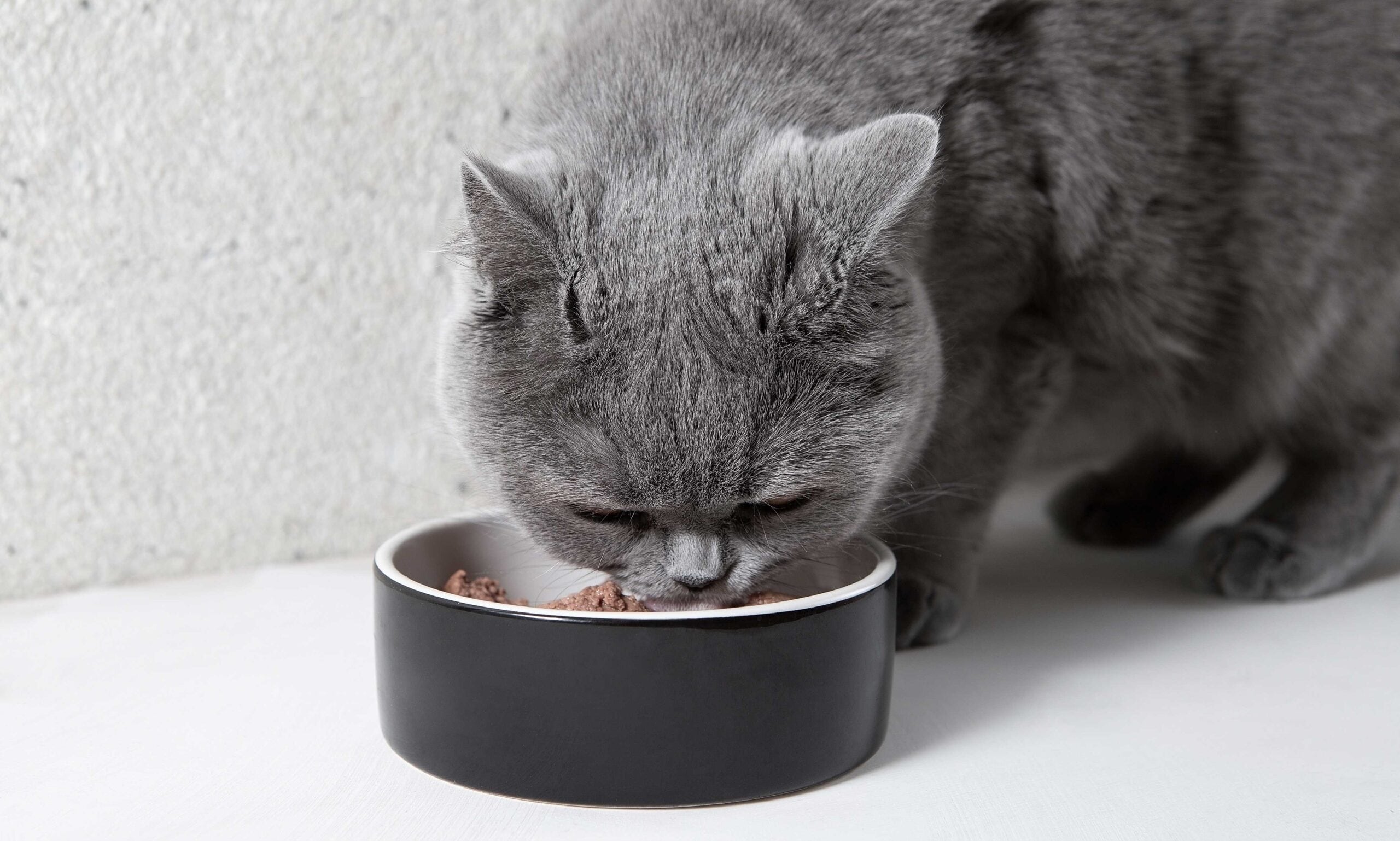 can cats eat dog food: cat eating from food bowl