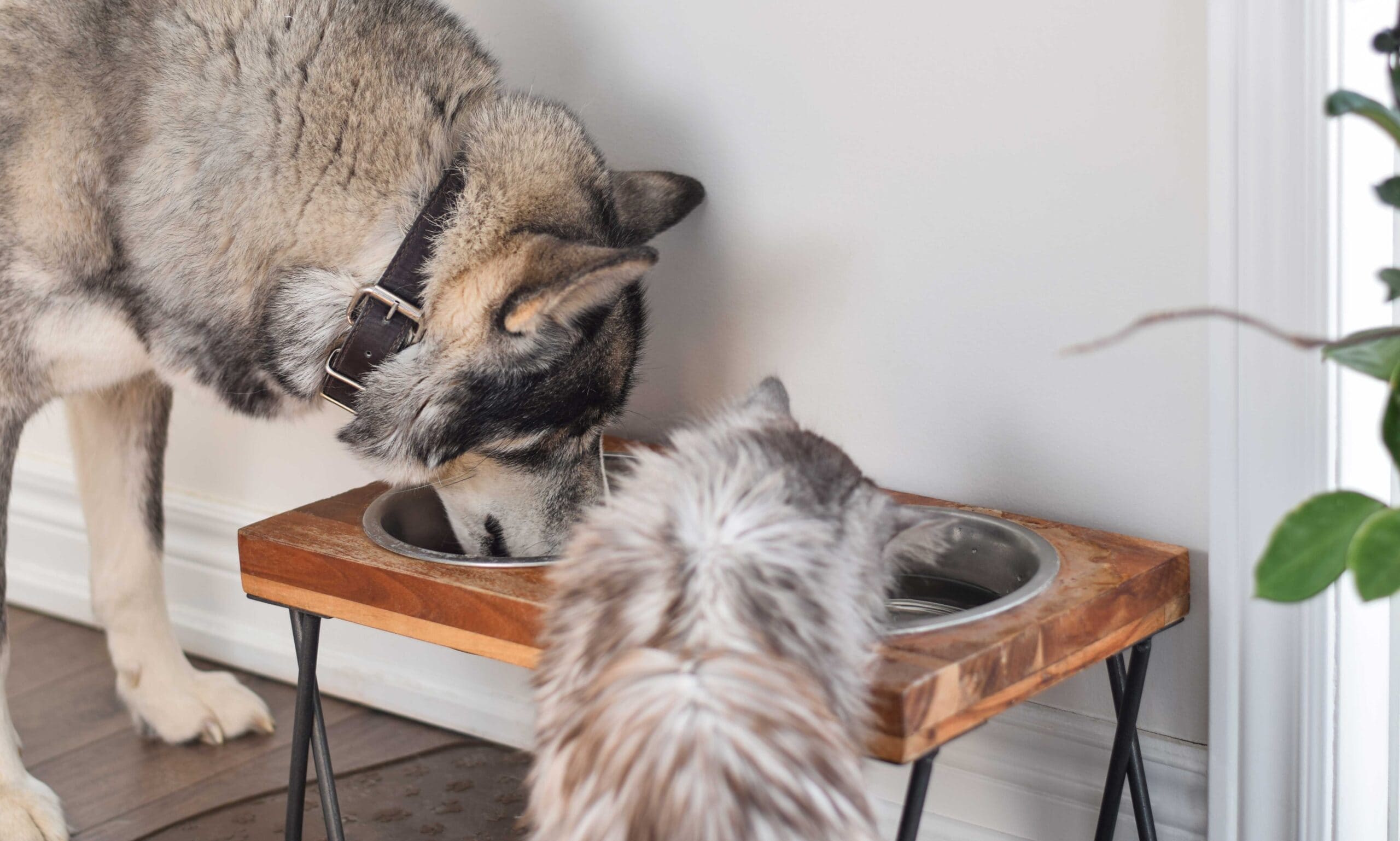 can cats eat dog food: dog and cat eating in home