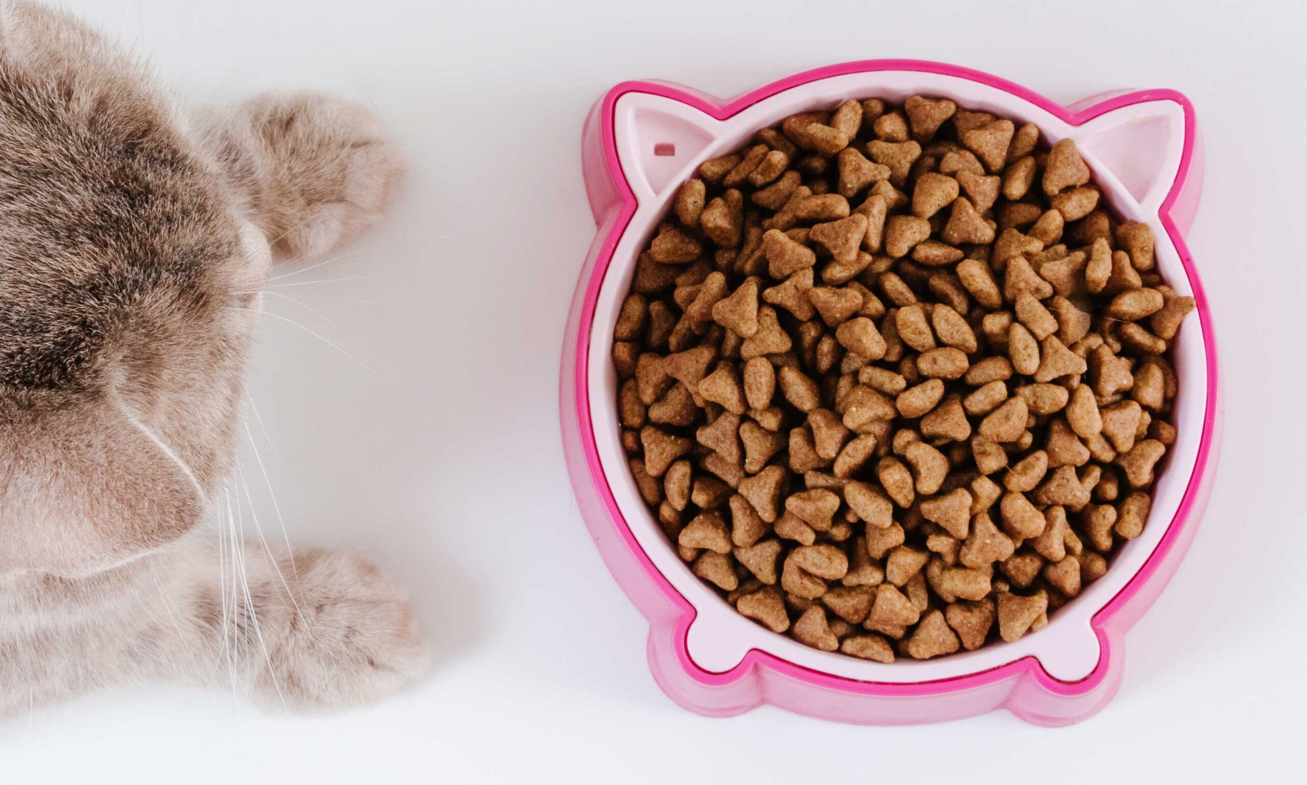 can cats eat dog food: cat food in pink bowl