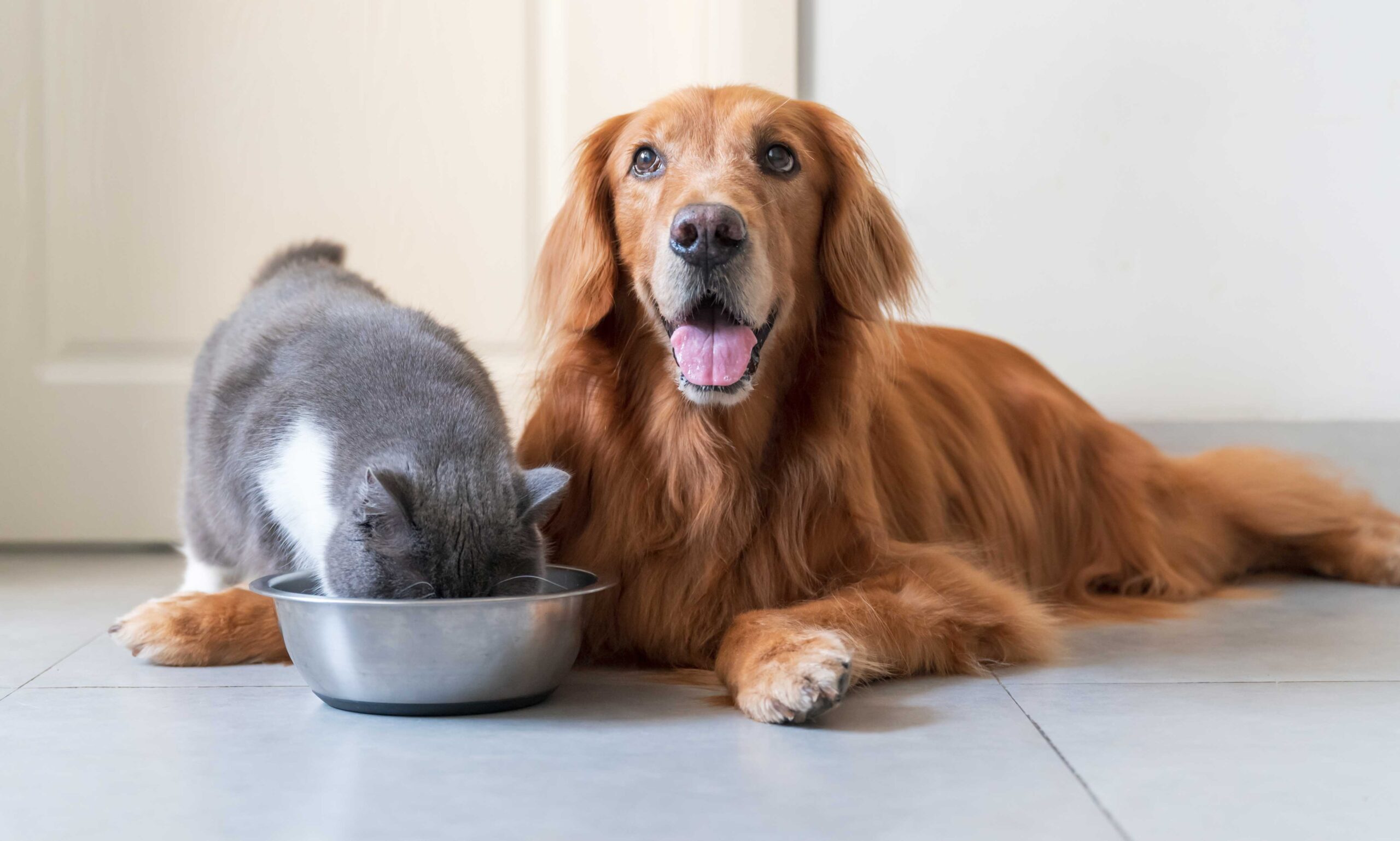 can cats eat dog food: cat eating food next to dog